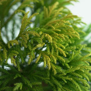 CHAMAECYPARIS OBTUSA 'YELLOW TEDDY BEAR' Cyprysik