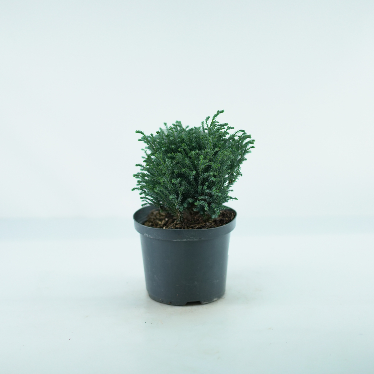 CHAMAECYPARIS PISIFERA 'BLUE MOON' Cyprysik