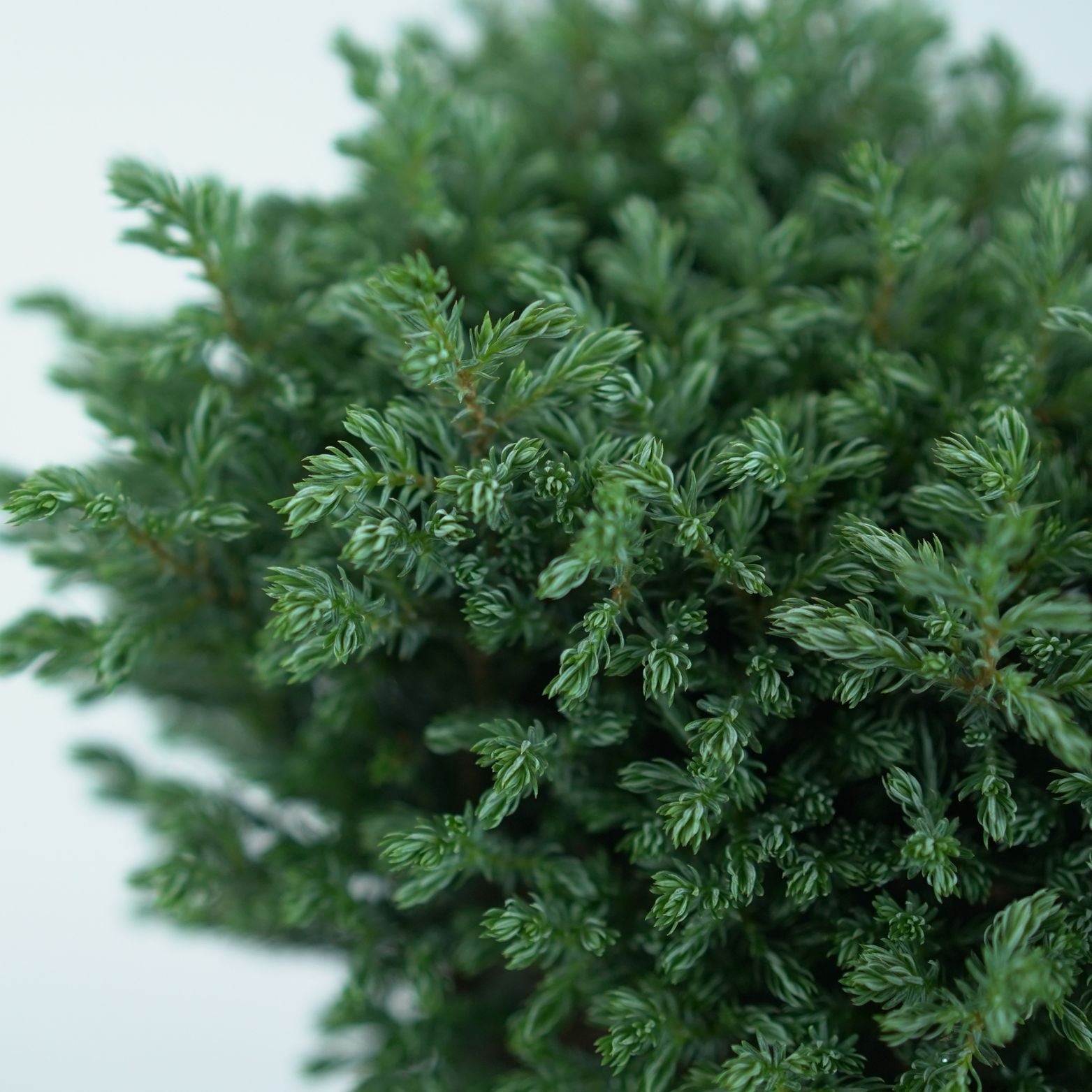 CHAMAECYPARIS PISIFERA 'BLUE MOON' Cyprysik