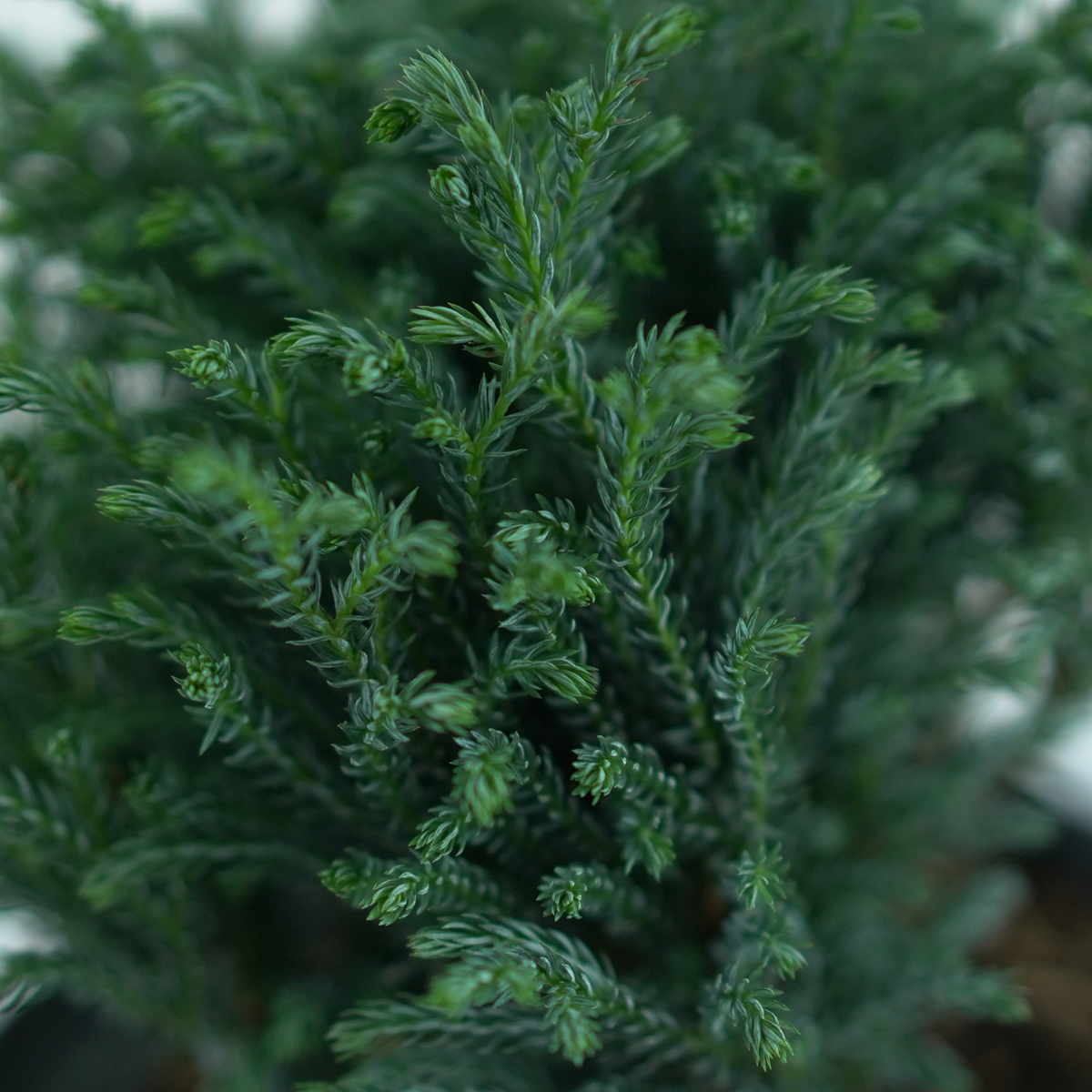 CHAMAECYPARIS PISIFERA 'BLUE MOON' Cyprysik