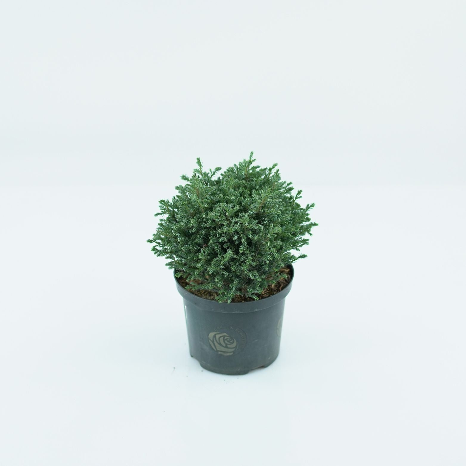 CHAMAECYPARIS PISIFERA 'BLUE MOON' Cyprysik