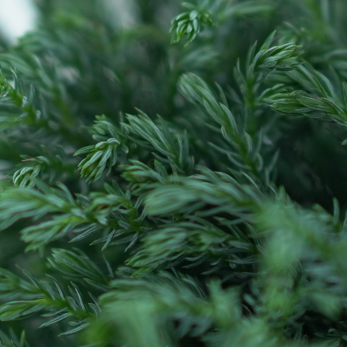CHAMAECYPARIS PISIFERA 'BLUE MOON' Cyprysik
