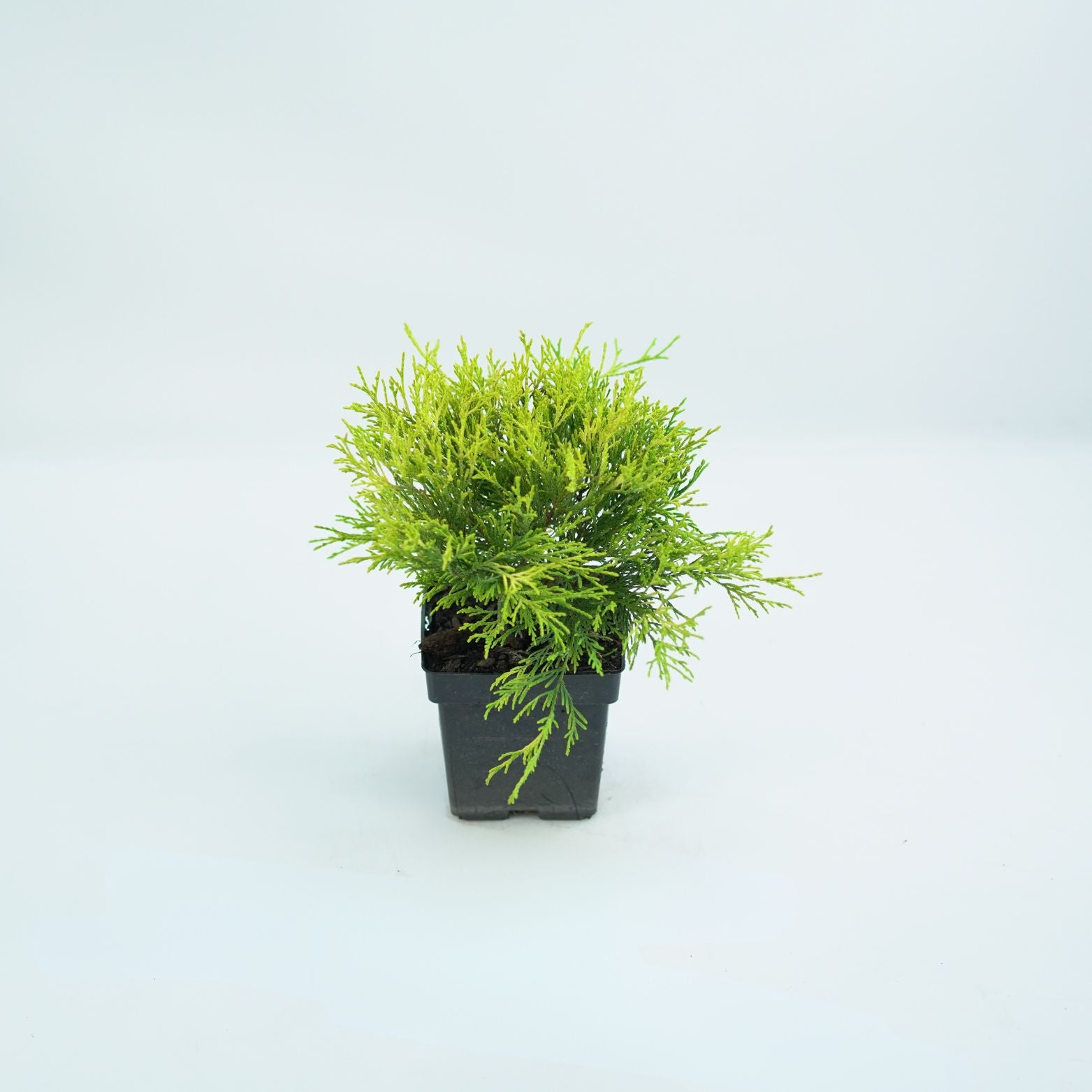 CHAMAECYPARIS PISIFERA 'FILIFERA AUREA' Cyprysik