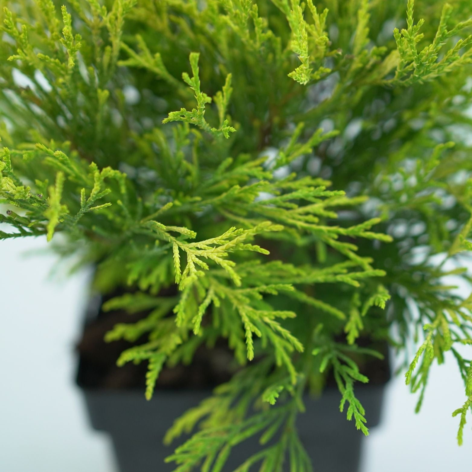 CHAMAECYPARIS PISIFERA 'FILIFERA AUREA' Cyprysik