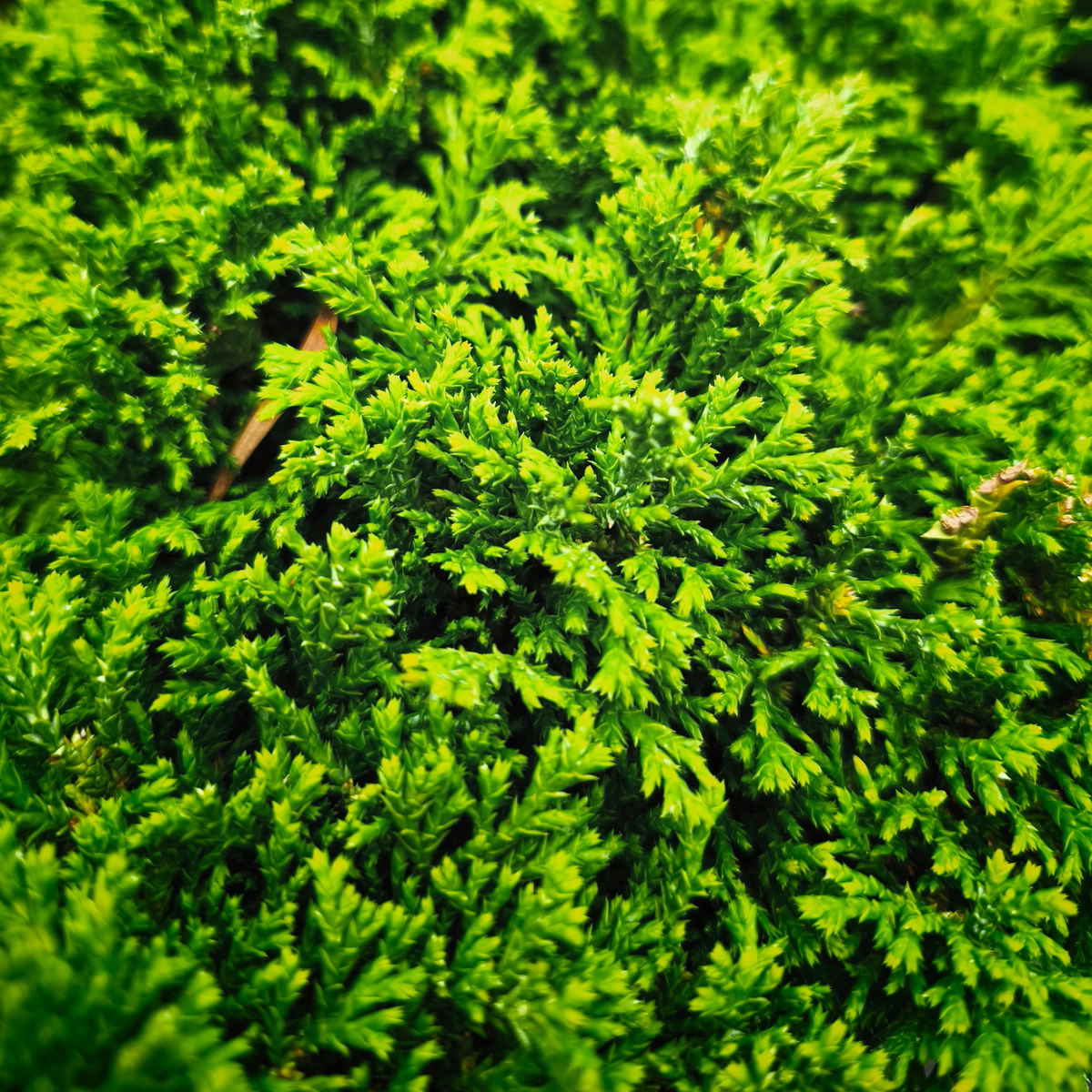 CHAMAECYPARIS PISIFERA 'TSUKUMO' Cyprysik
