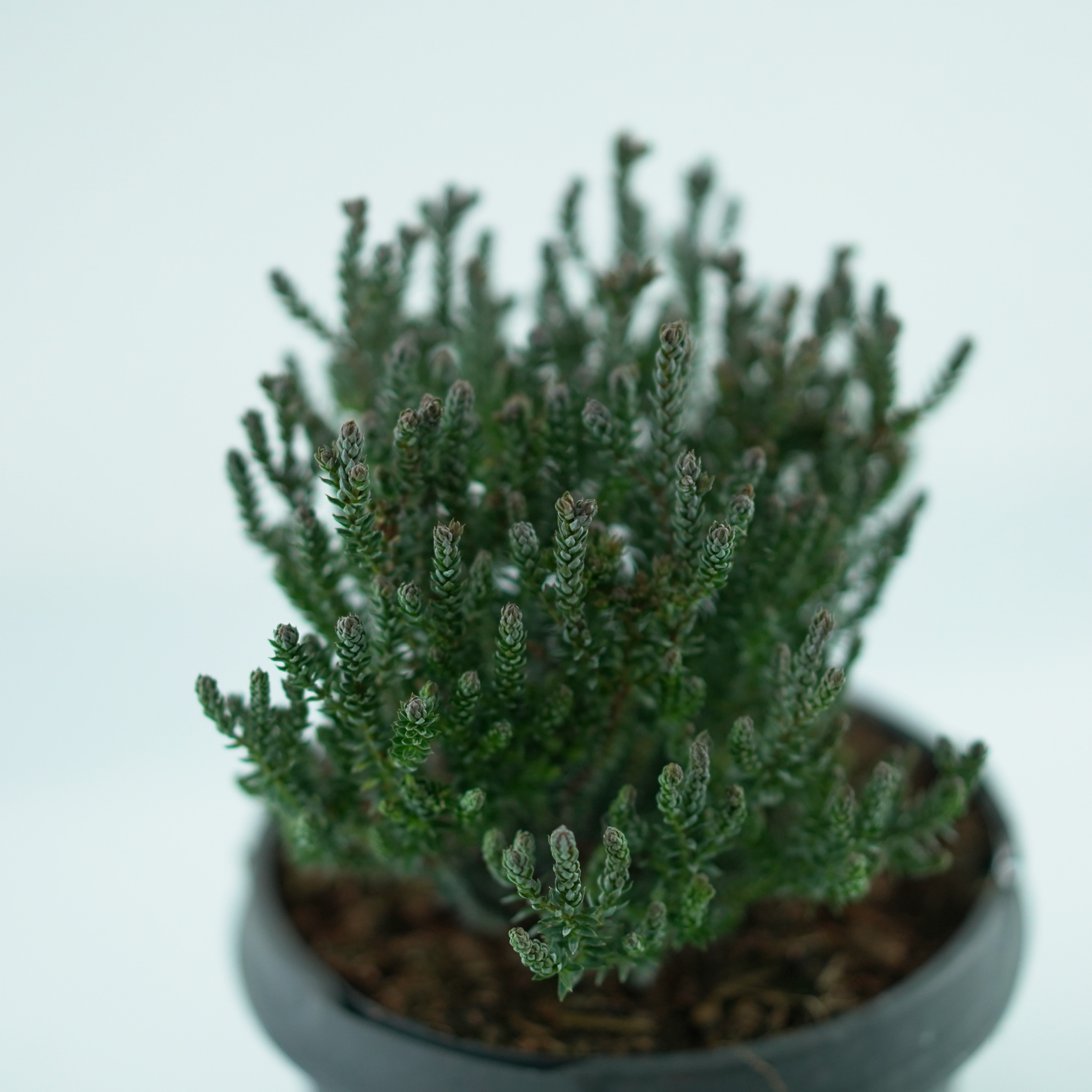 CHAMAECYPARIS THYOIDES 'BLUE ROCK' Cyprysik