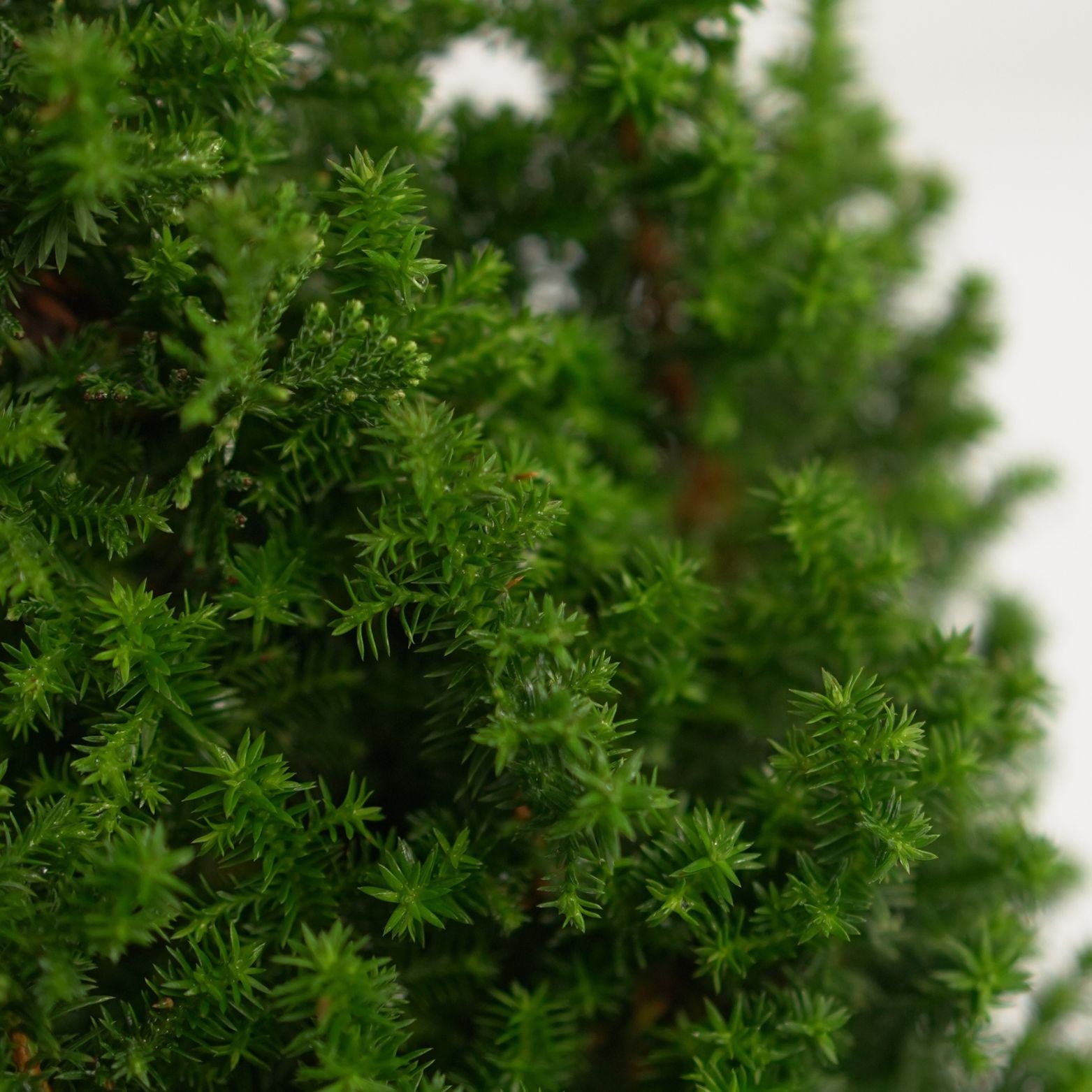 CHAMAECYPARIS THYOIDES 'TOP POINT' Cyprysik