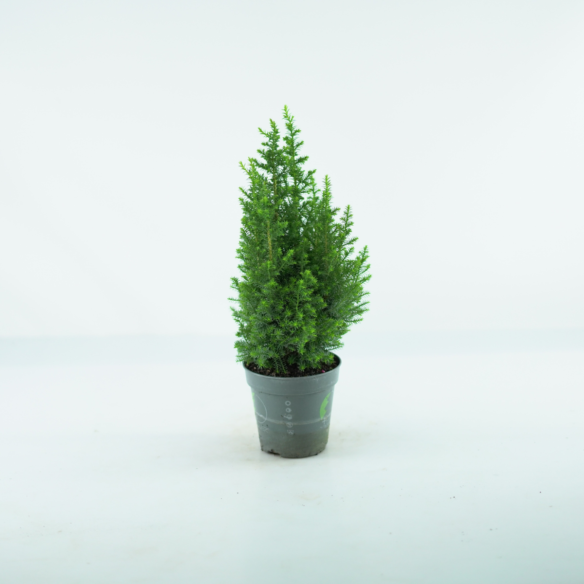 CHAMAECYPARIS THYOIDES 'TOP POINT' Cyprysik