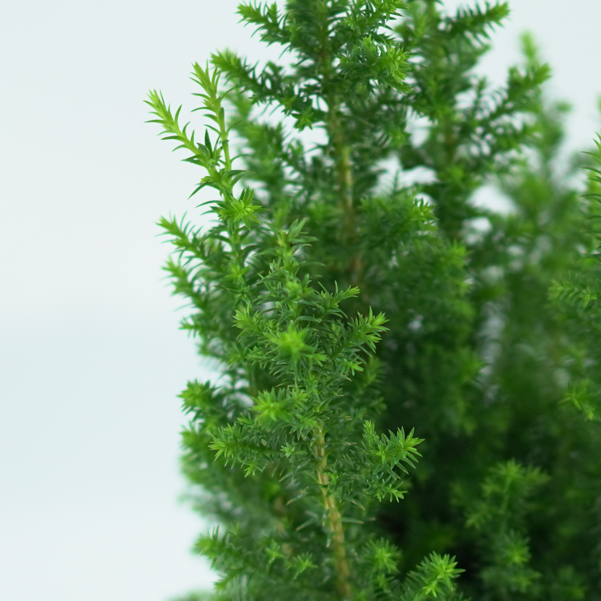 CHAMAECYPARIS THYOIDES 'TOP POINT' Cyprysik