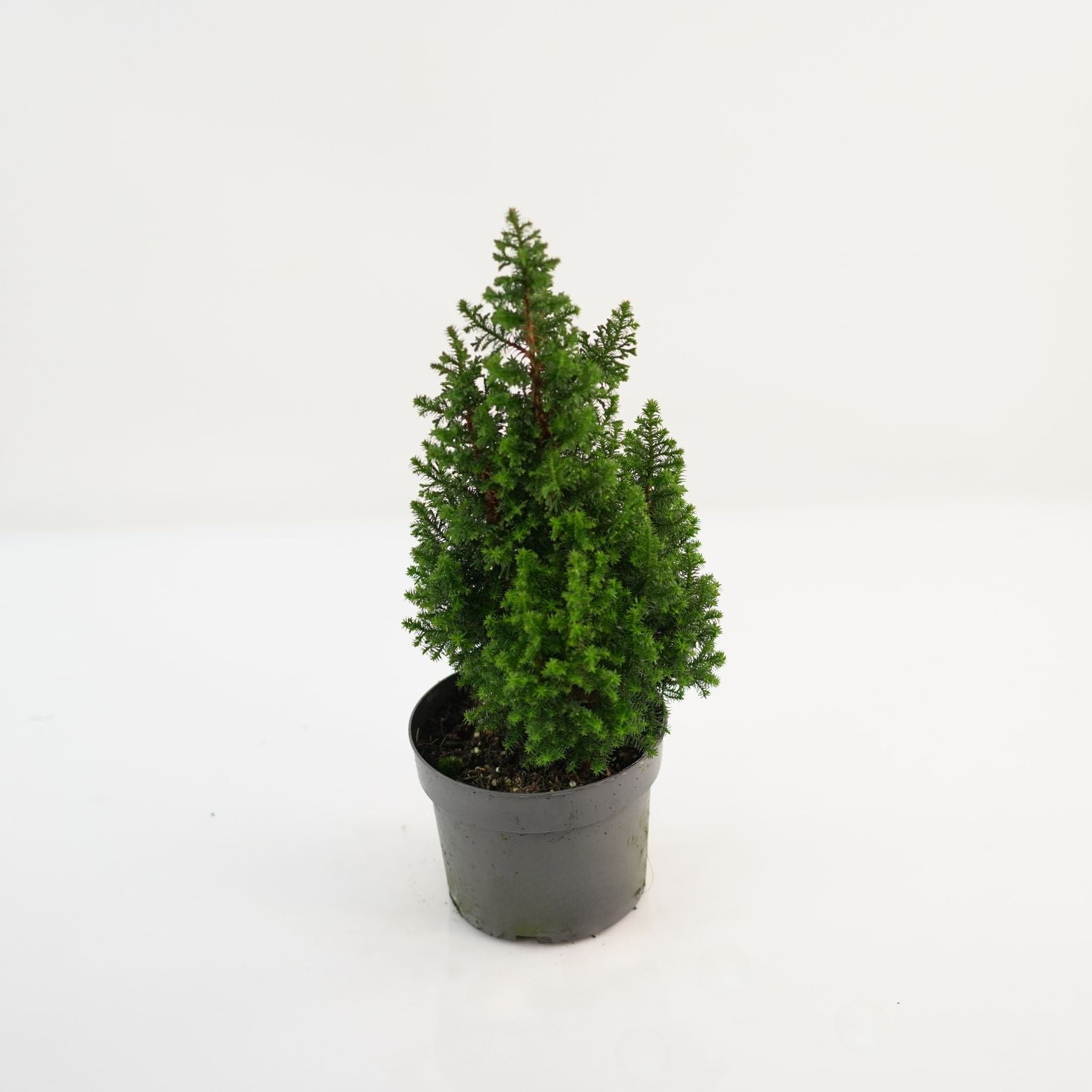 CHAMAECYPARIS THYOIDES 'TOP POINT' Cyprysik