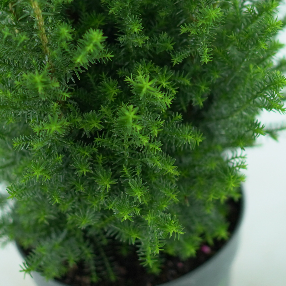 CHAMAECYPARIS THYOIDES 'TOP POINT' Cyprysik