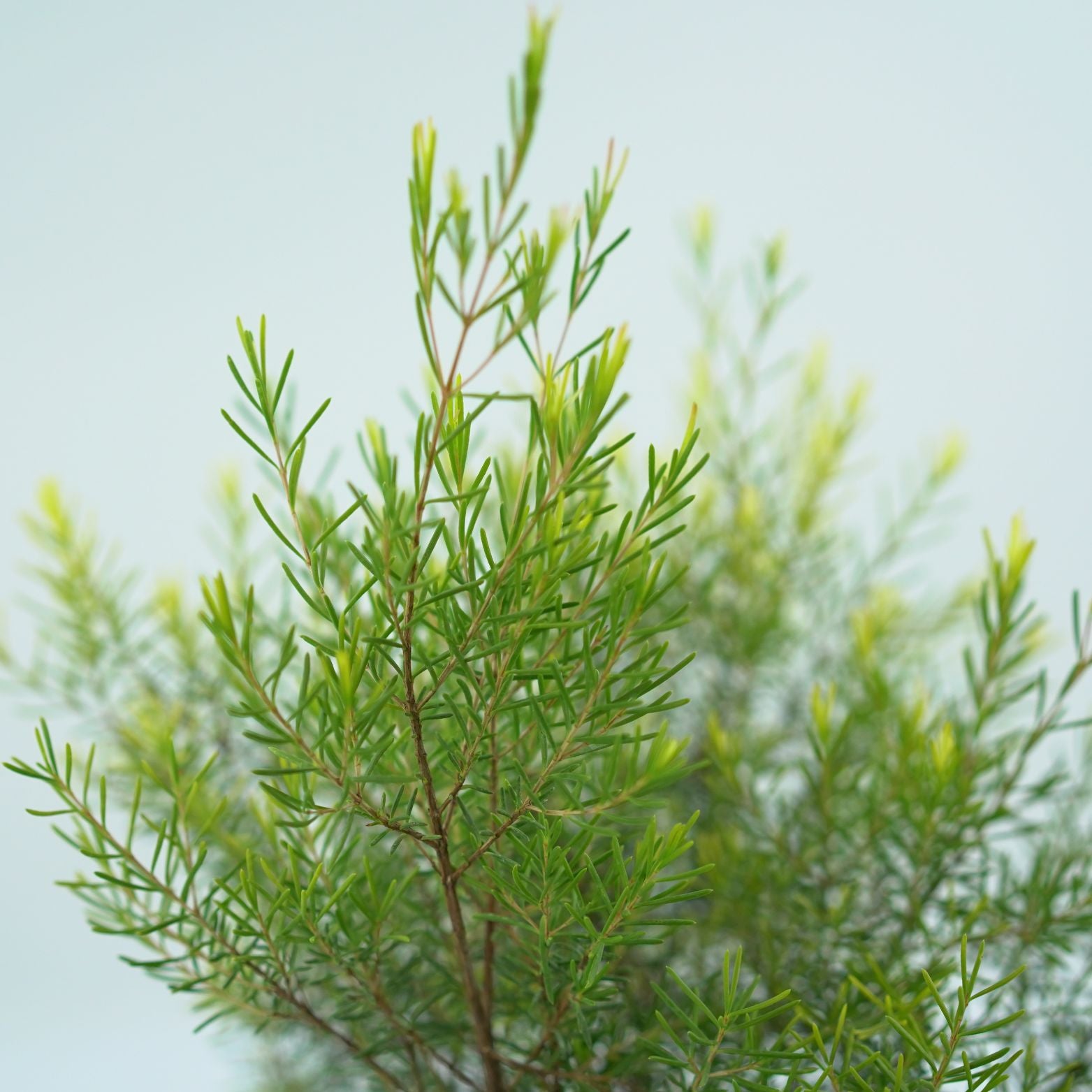 CHAMELAUCIUM UNCINATUM 'SNOW FLAKE' Woskówka