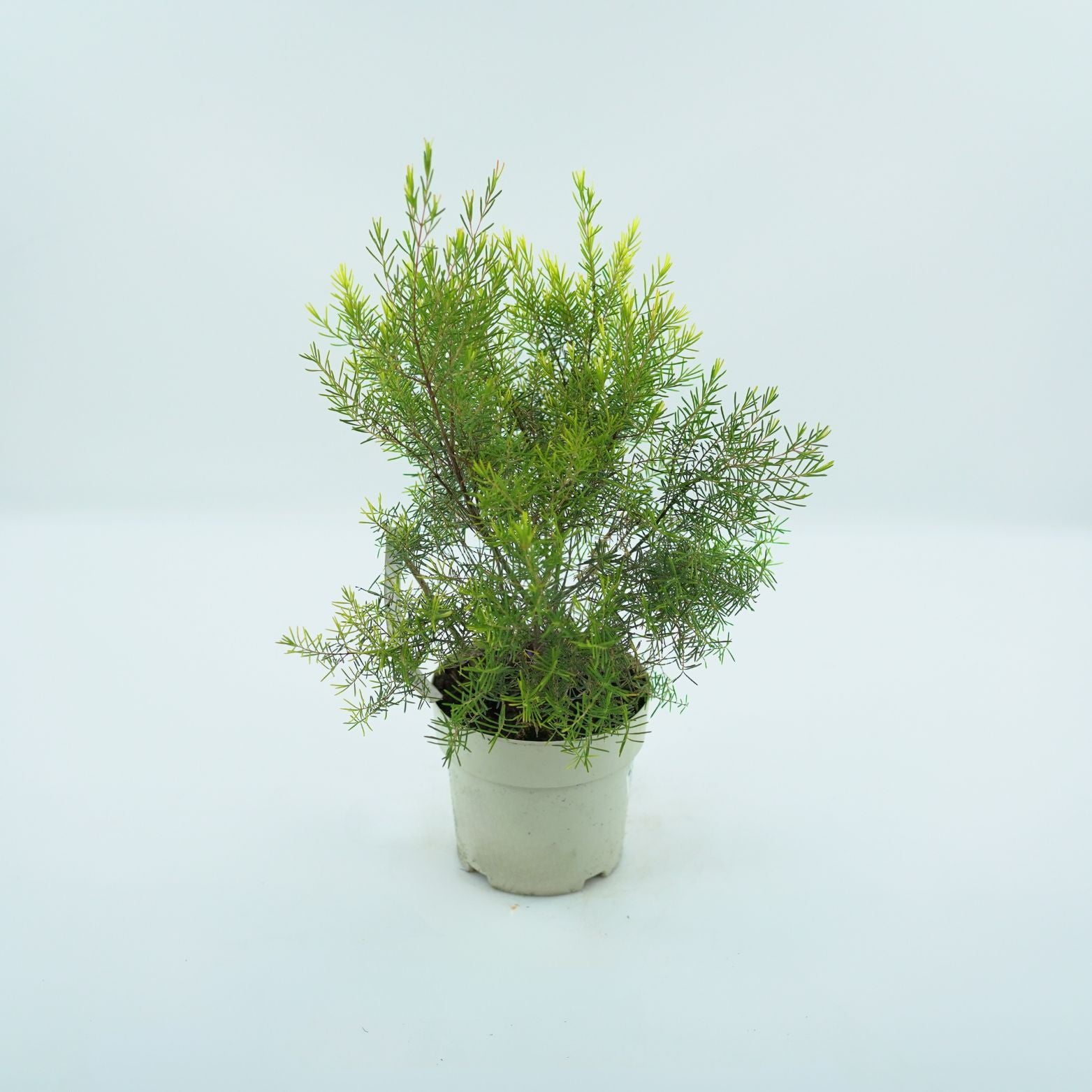 CHAMELAUCIUM UNCINATUM 'SNOW FLAKE' Woskówka