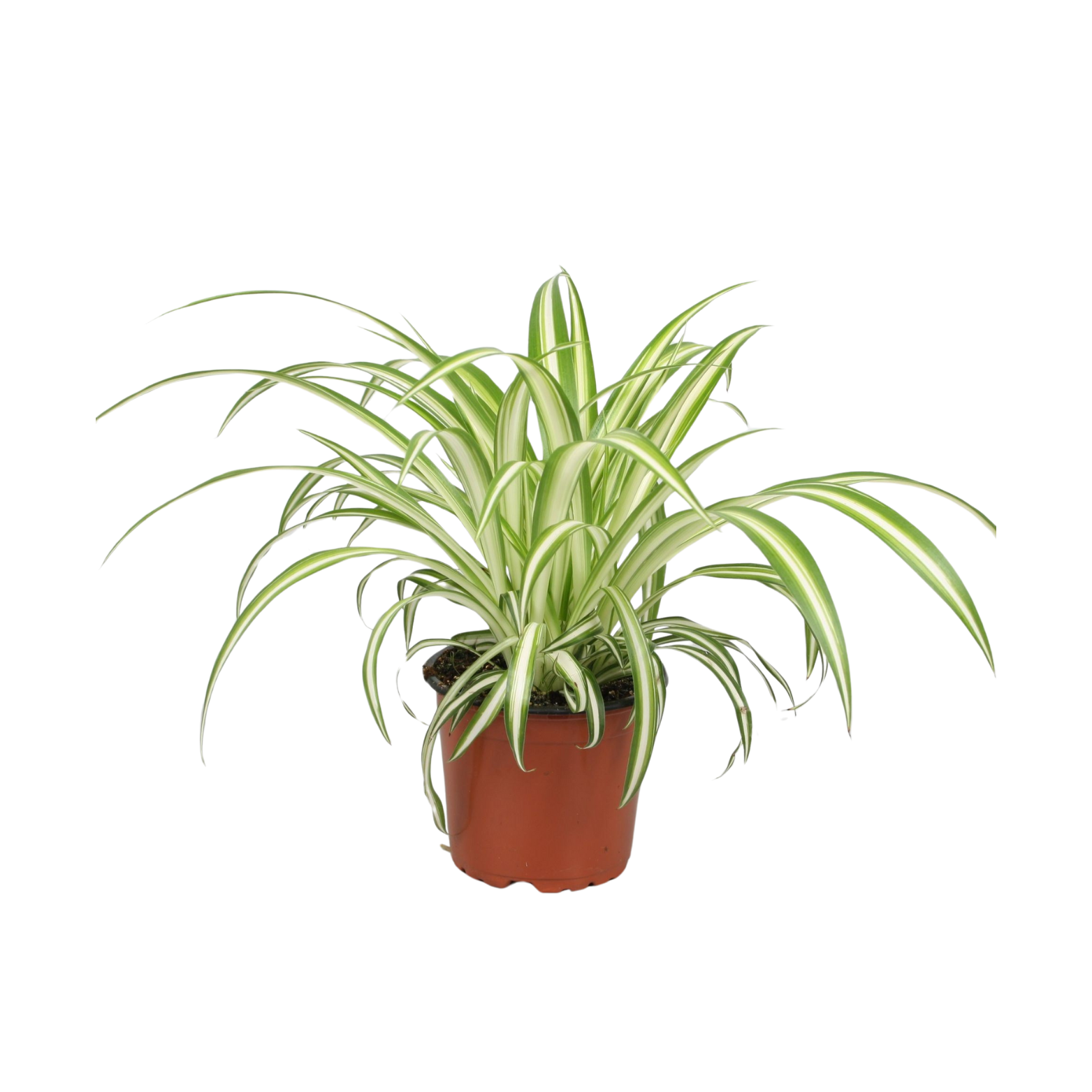CHLOROPHYTUM COMOSUM VARIEGATUM Zielistka Sternberga