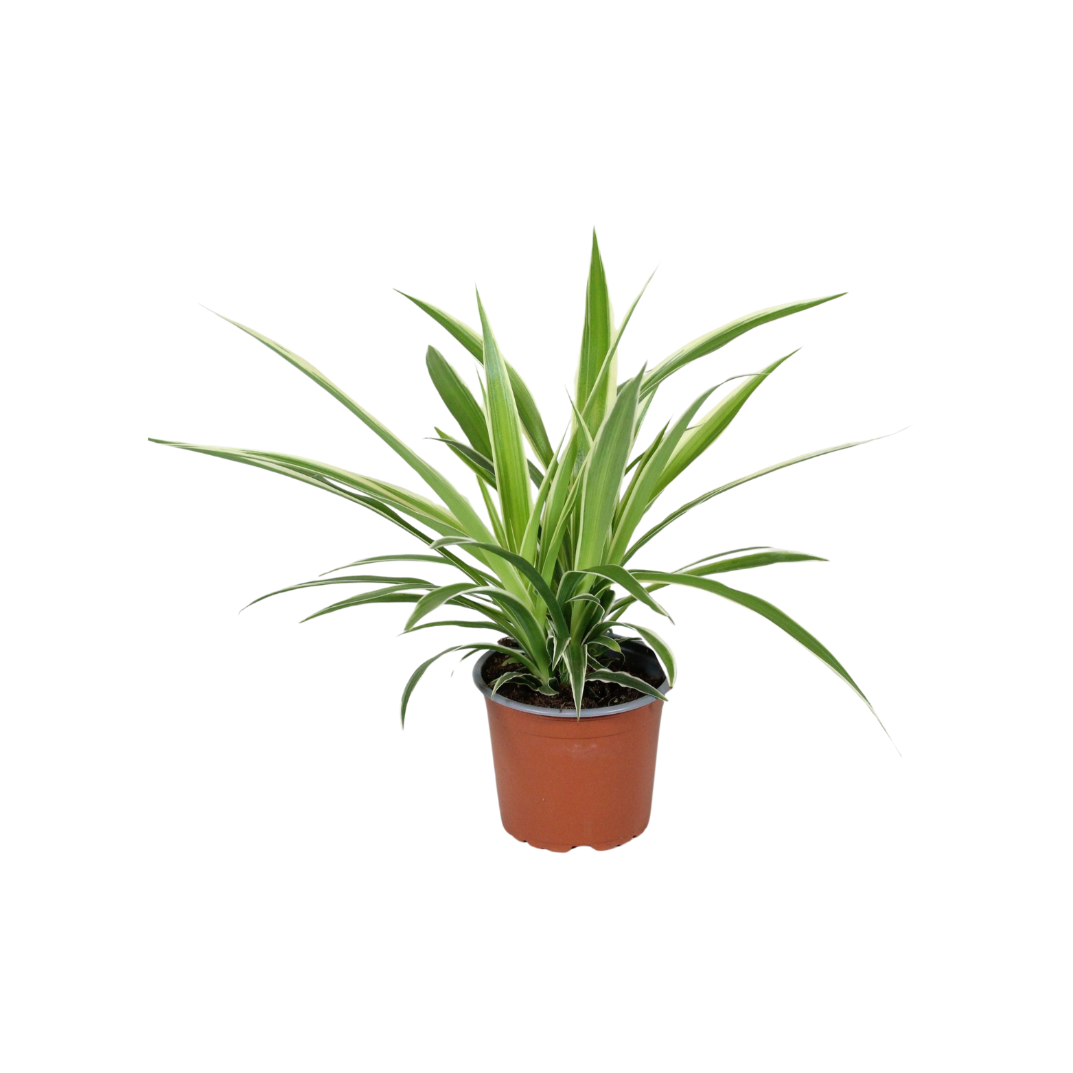 CHLOROPHYTUM COMOSUM Zielistka Sternberga