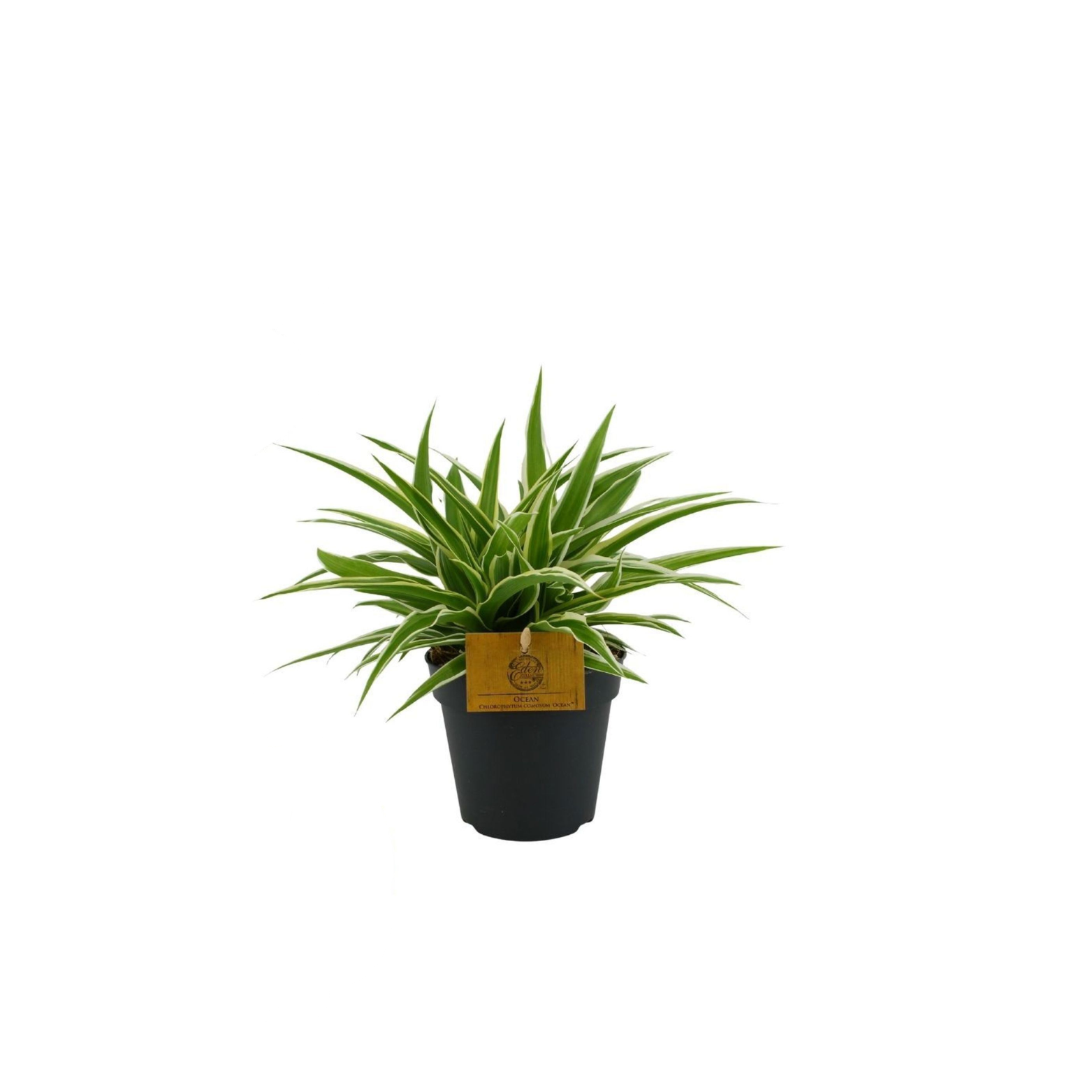 CHLOROPHYTUM COMOSUM 'OCEAN' Zielistka Sternberga