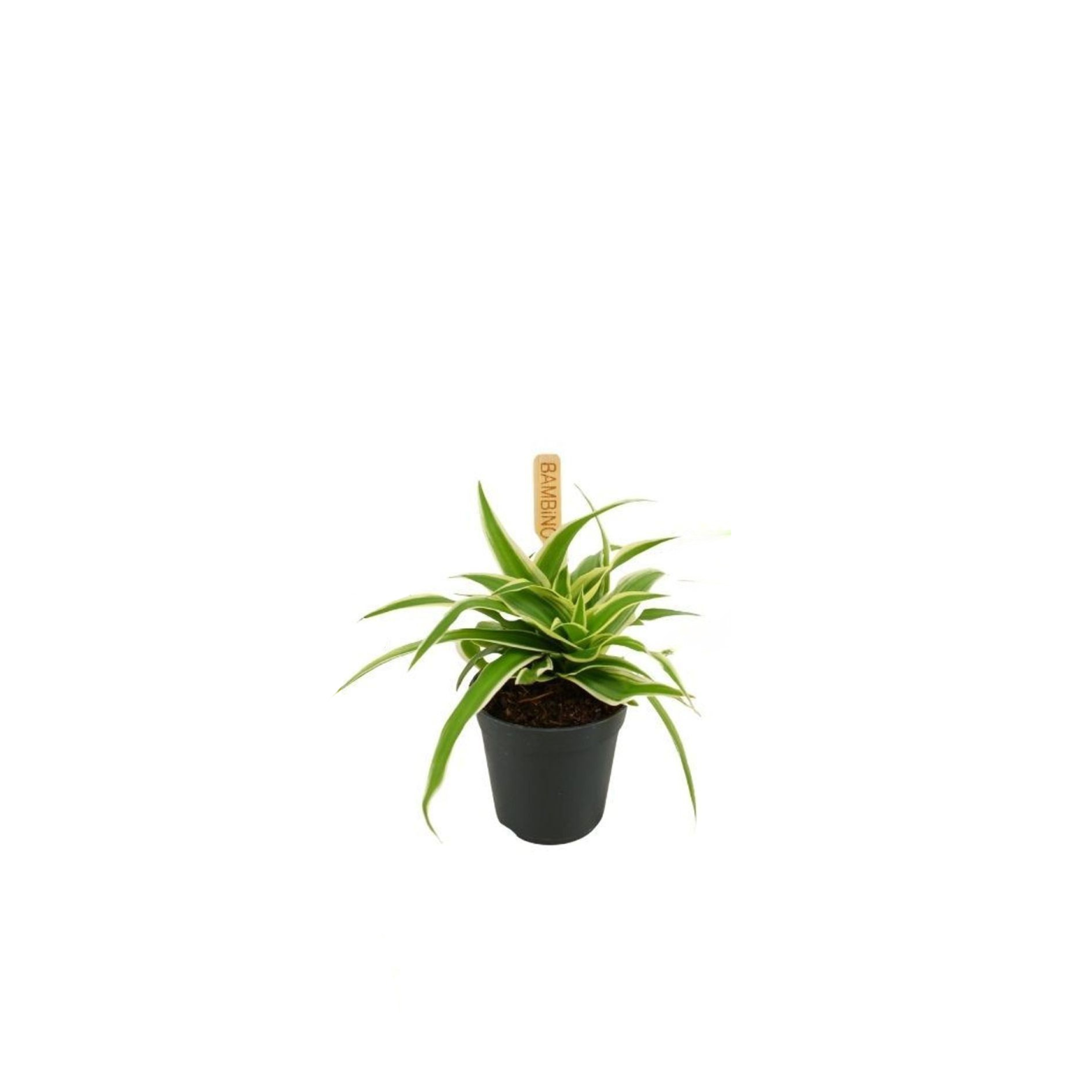 CHLOROPHYTUM COMOSUM 'OCEAN' Zielistka Sternberga