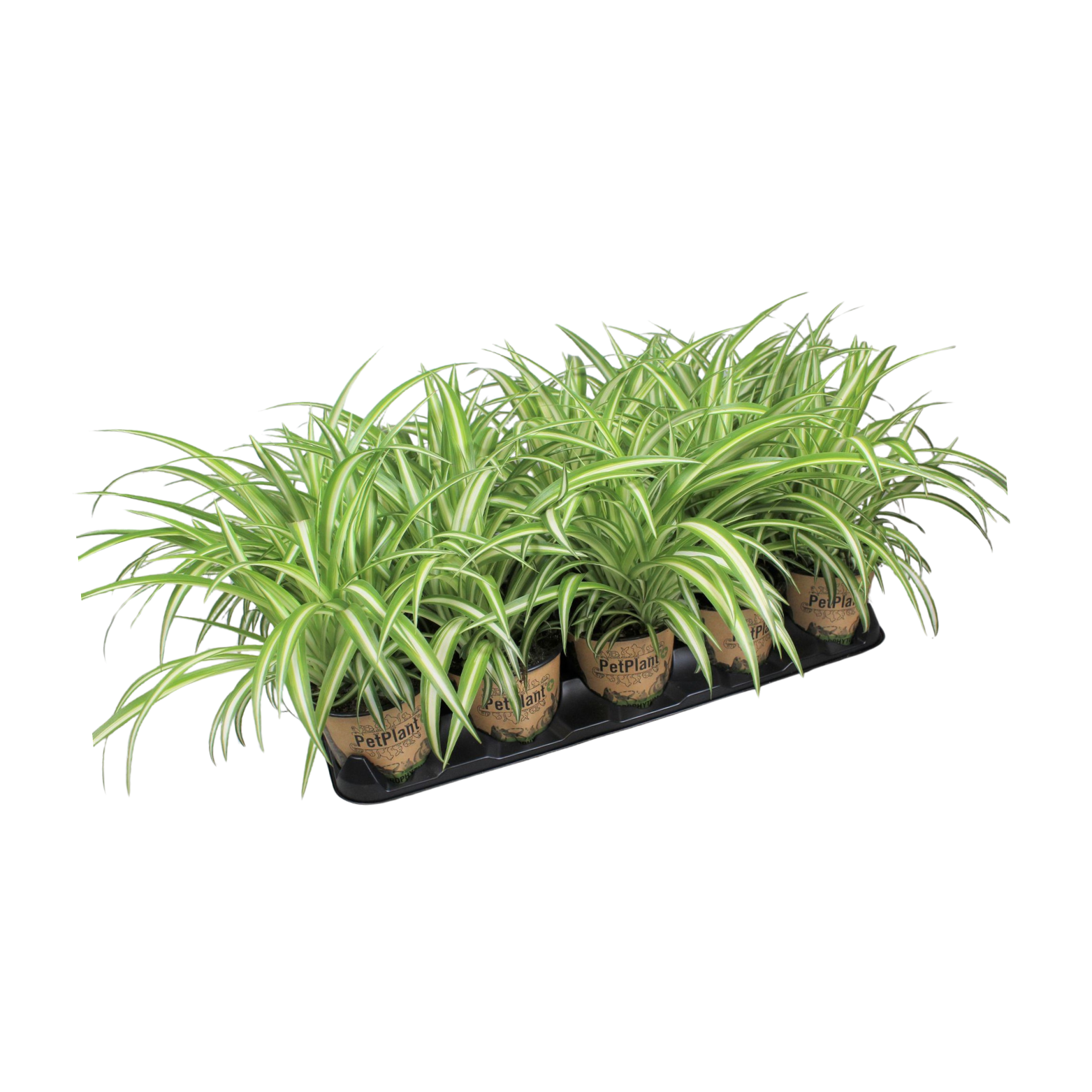 CHLOROPHYTUM COMOSUM VARIEGATUM Zielistka Sternberga