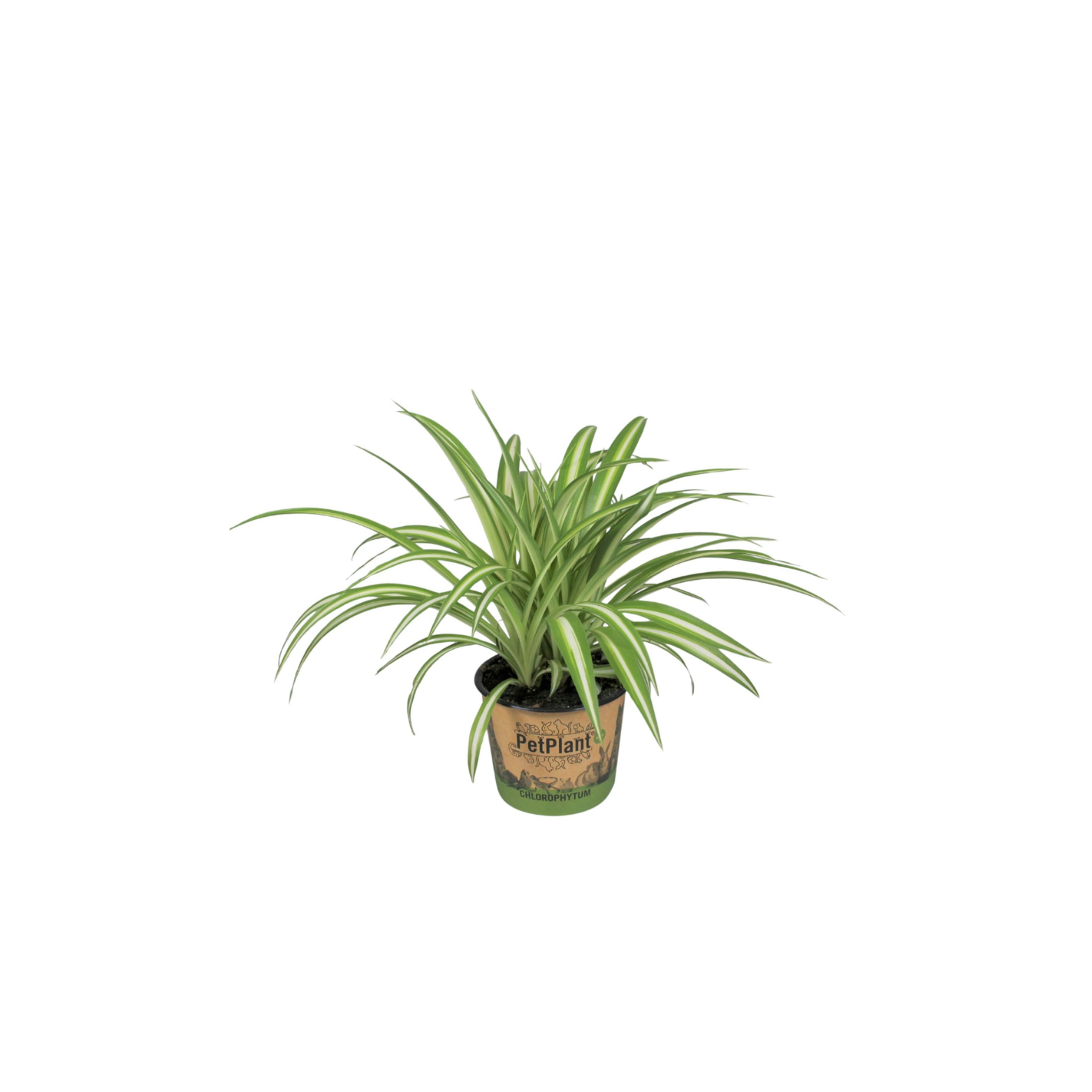 CHLOROPHYTUM COMOSUM VARIEGATUM Zielistka Sternberga