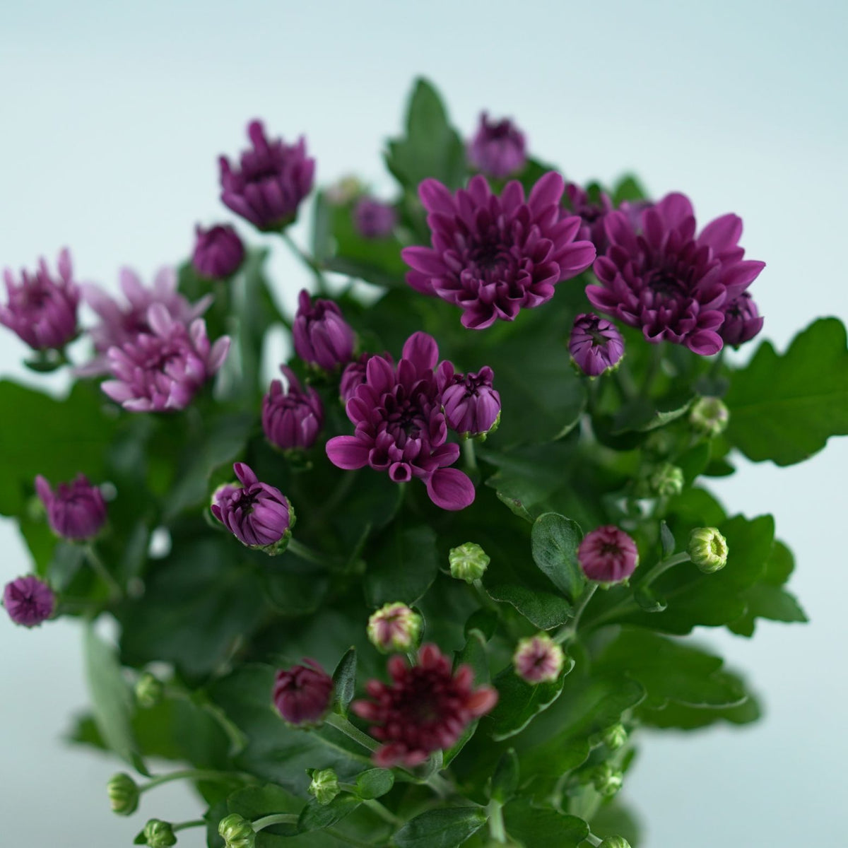 CHRYSANTHEMUM ‘Mount Aubisque’ Chryzantema