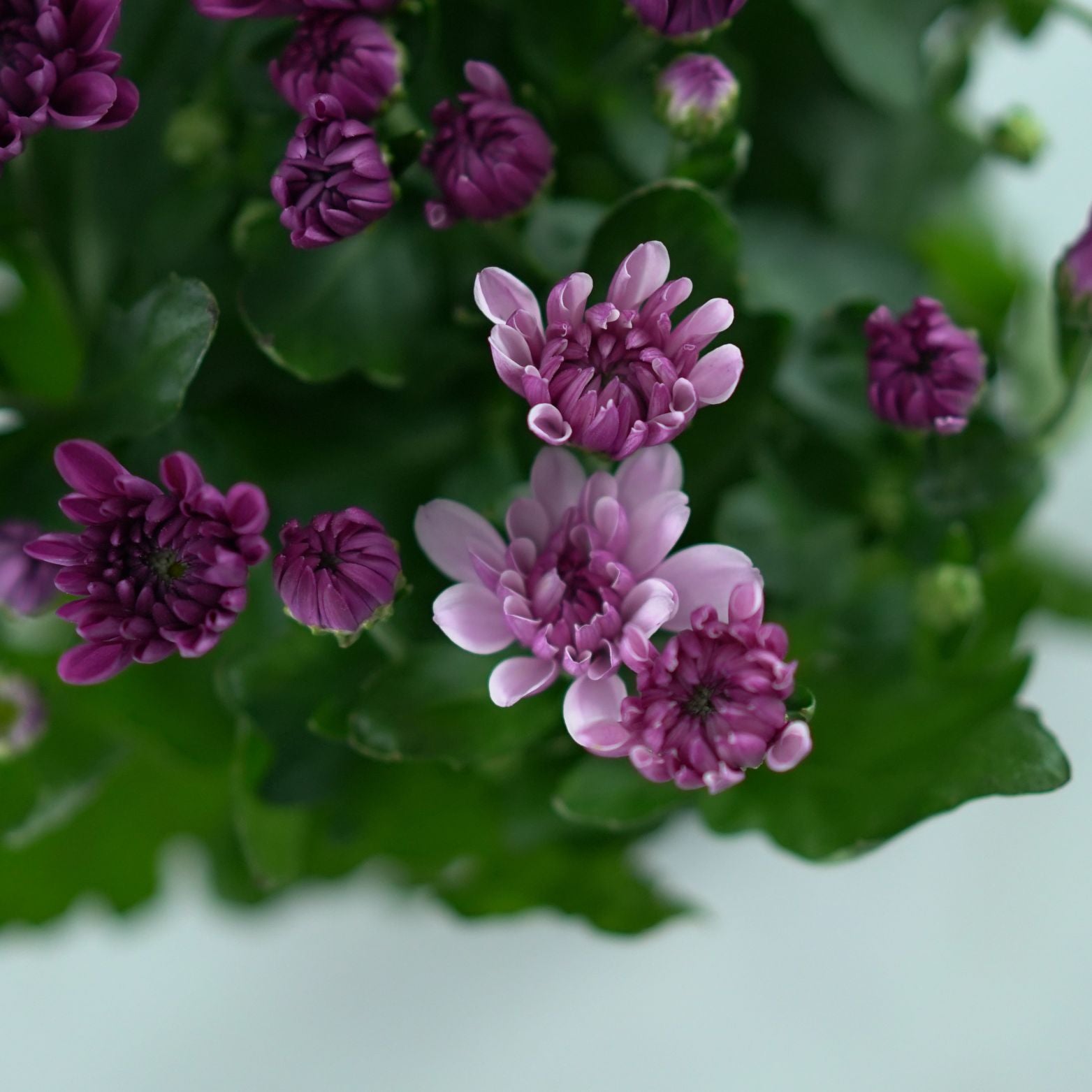 CHRYSANTHEMUM ‘Mount Aubisque’ Chryzantema