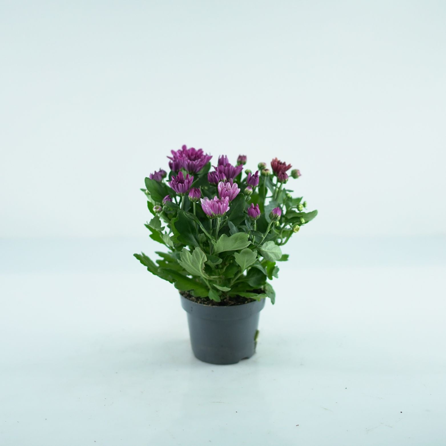 CHRYSANTHEMUM ‘Mount Aubisque’ Chryzantema