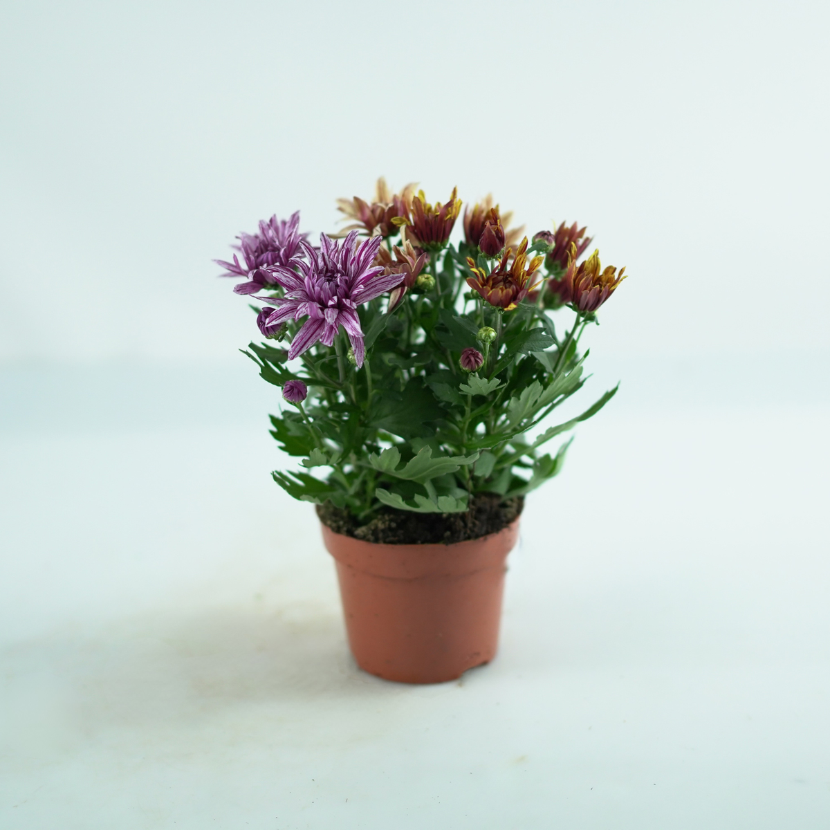 CHRYSANTHEMUM INDICUM 'Artistic Jeff' Złocień ogrodowy