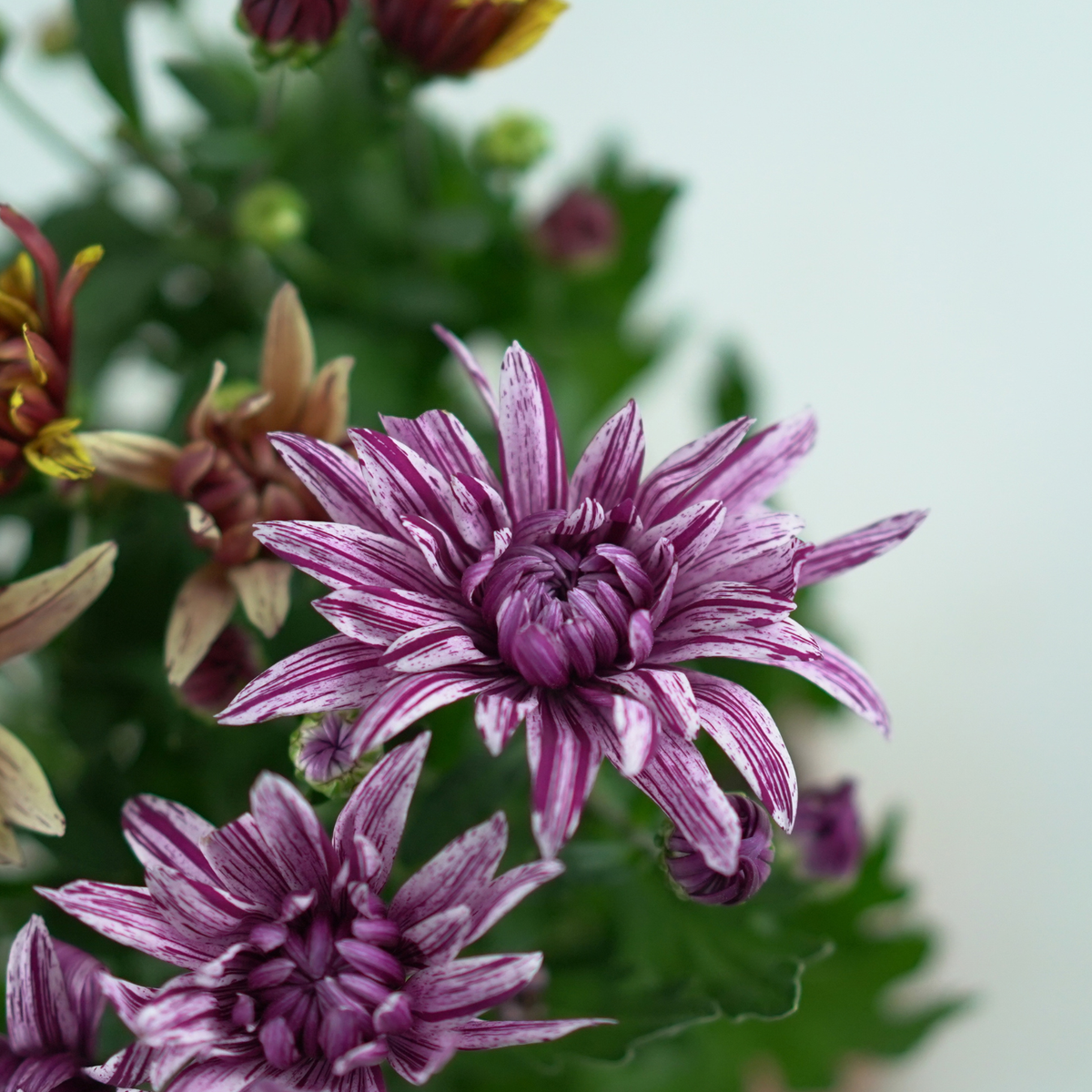 CHRYSANTHEMUM INDICUM 'Artistic Jeff' Złocień ogrodowy