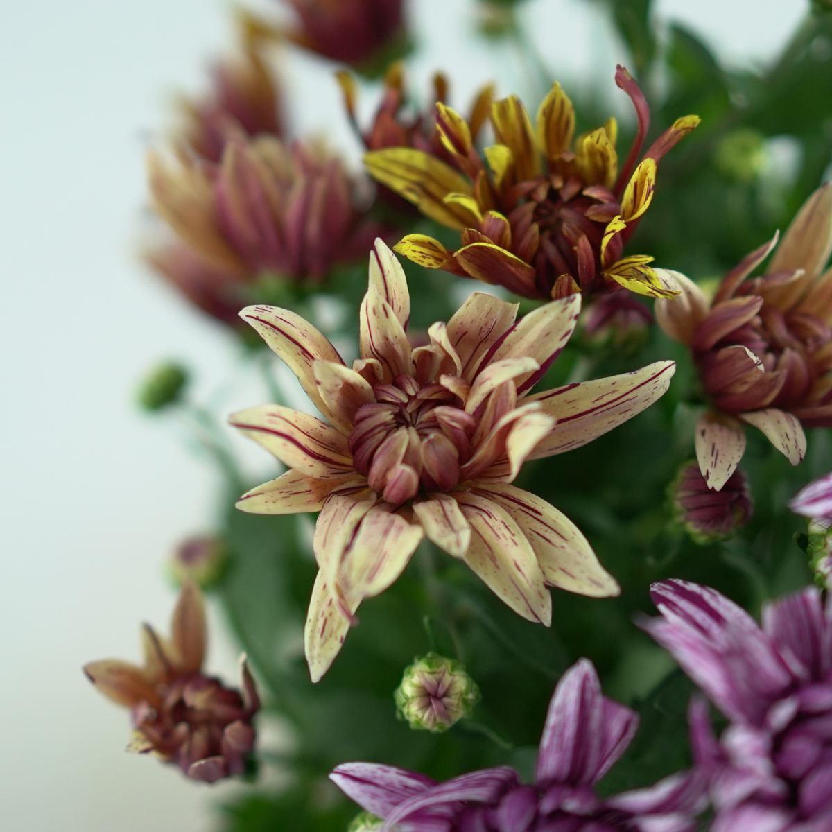 CHRYSANTHEMUM INDICUM 'Artistic Jeff' Złocień ogrodowy