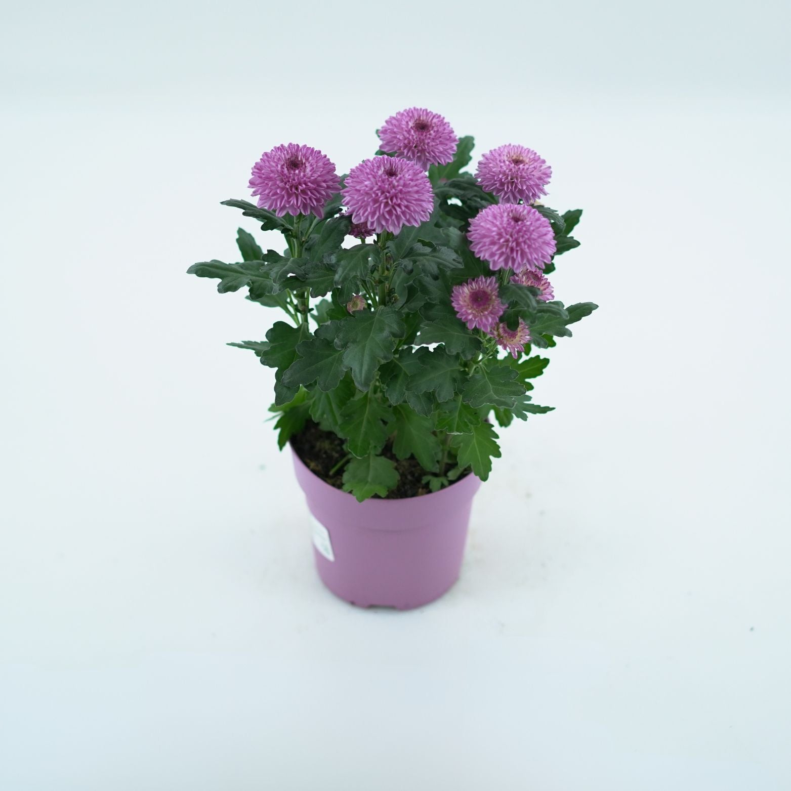 CHRYSANTHEMUM INDICUM 'FLOWERPOPS' Złocień ogrodowy