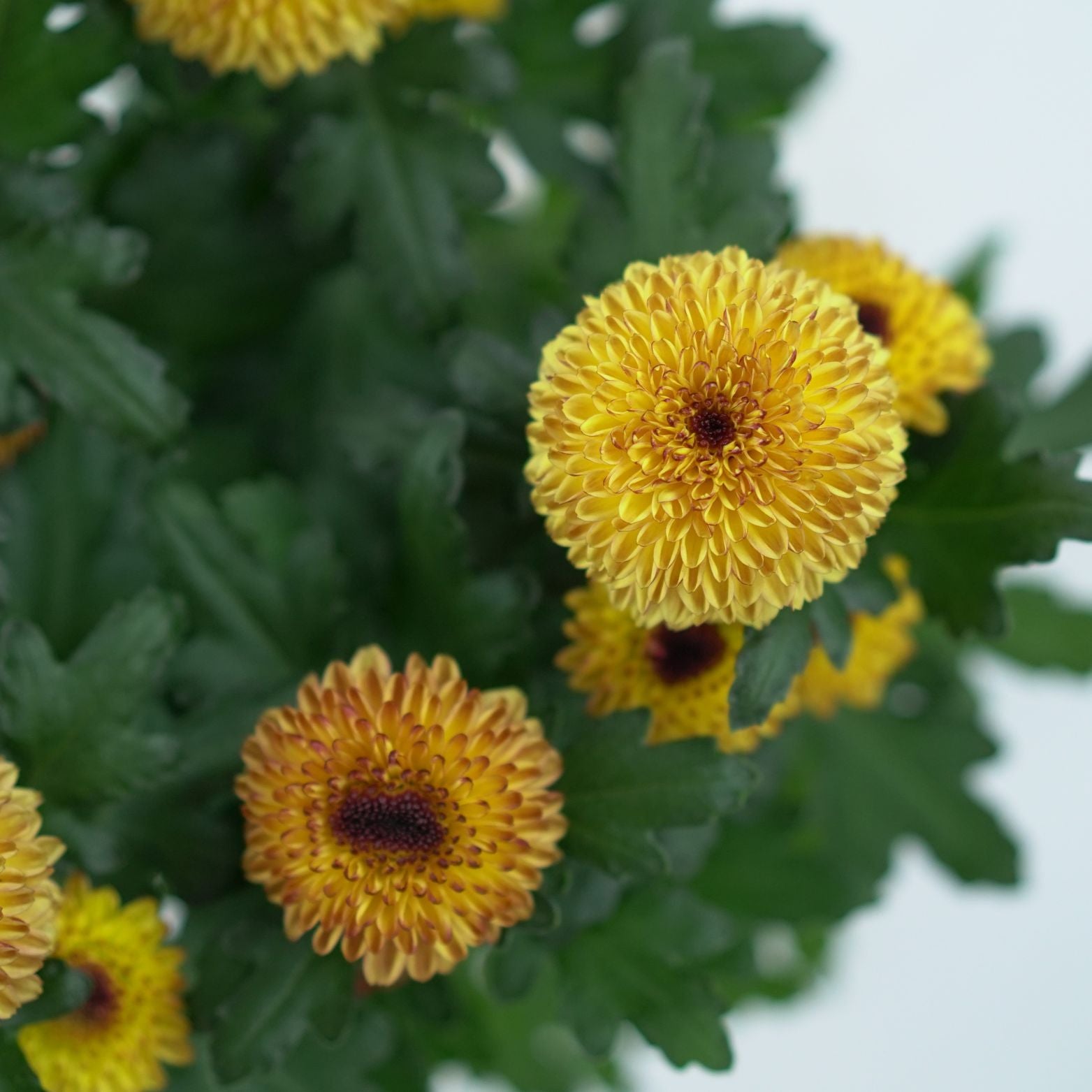 CHRYSANTHEMUM INDICUM 'FLOWERPOPS' Złocień ogrodowy