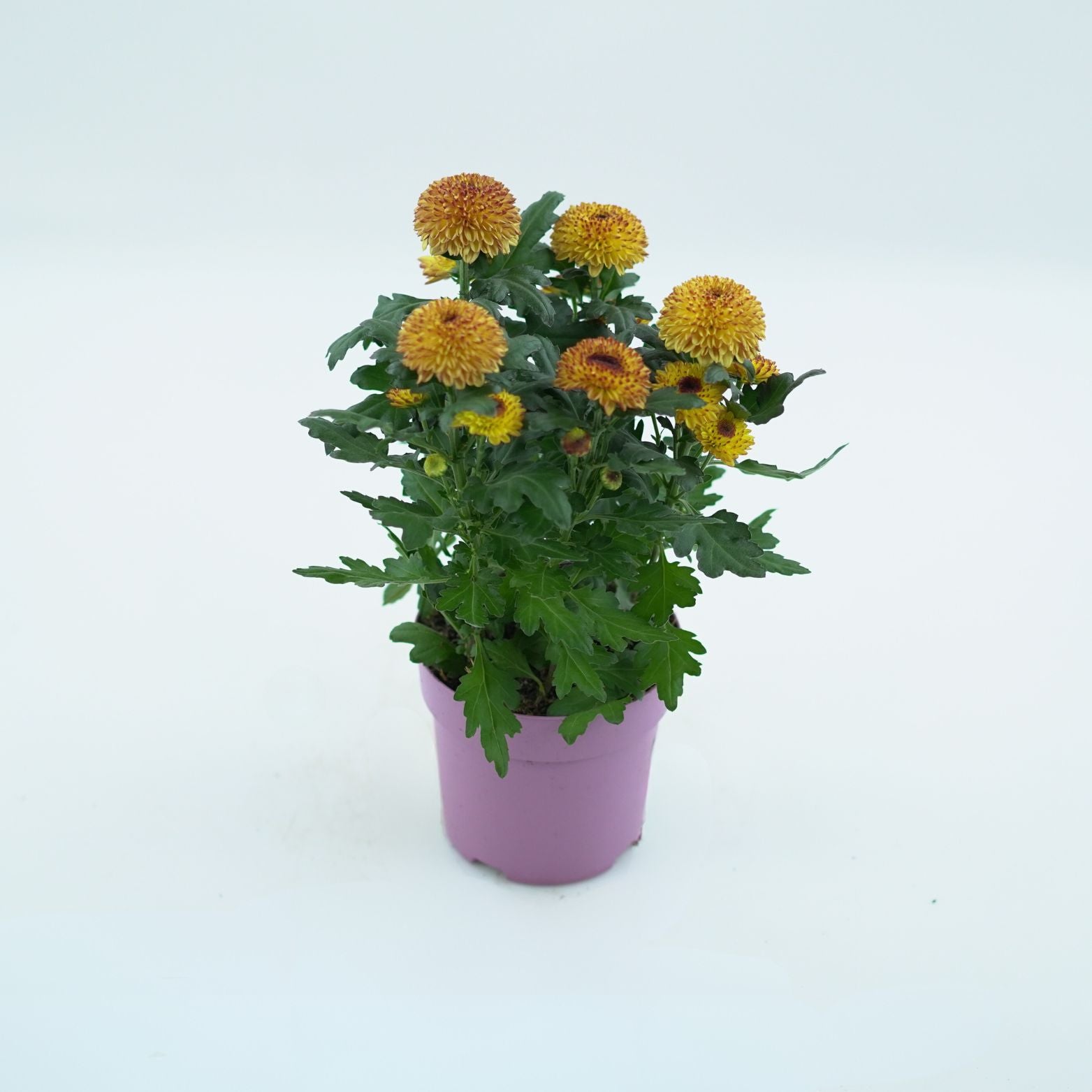 CHRYSANTHEMUM INDICUM 'FLOWERPOPS' Złocień ogrodowy