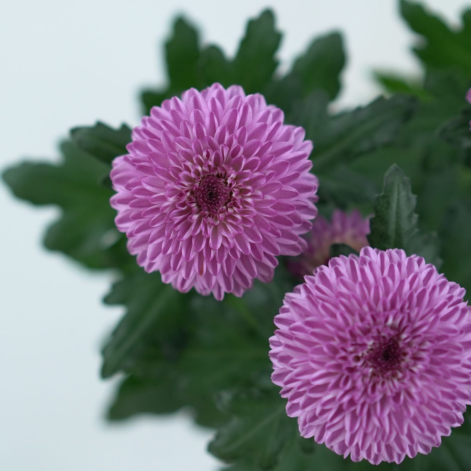 CHRYSANTHEMUM INDICUM 'FLOWERPOPS' Złocień ogrodowy
