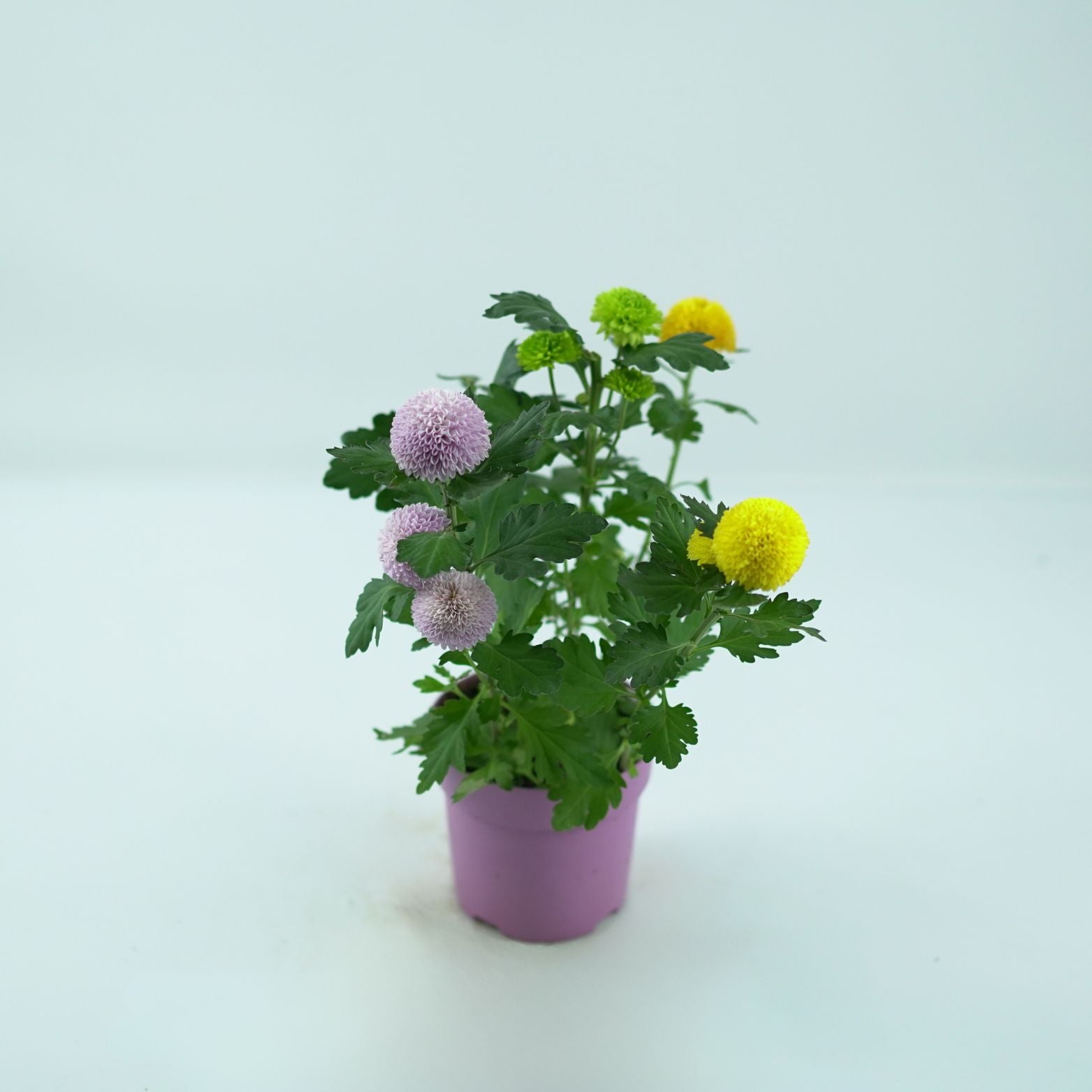 CHRYSANTHEMUM INDICUM 'FLOWERPOPS' Złocień ogrodowy