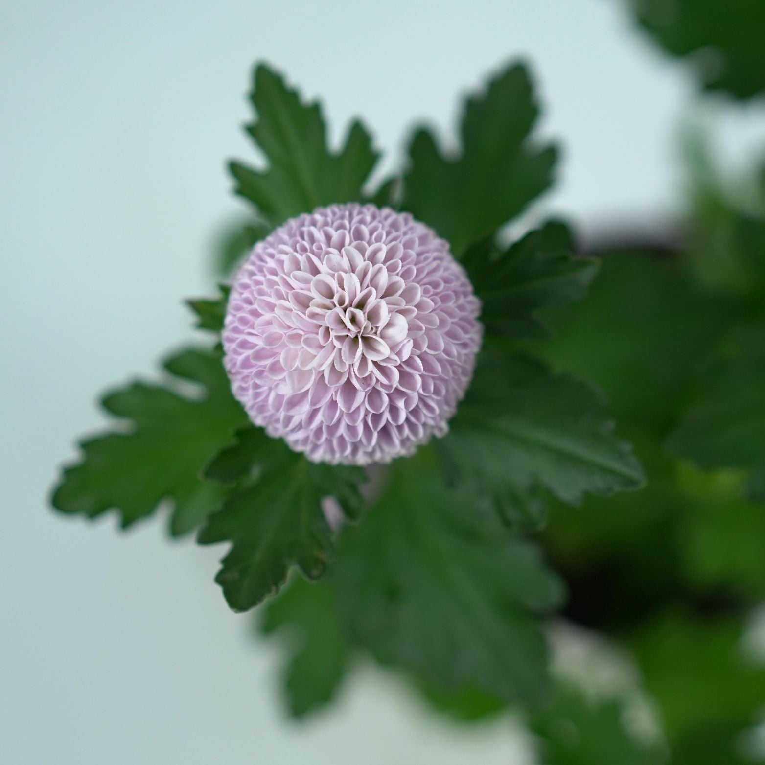 CHRYSANTHEMUM INDICUM 'FLOWERPOPS' Złocień ogrodowy