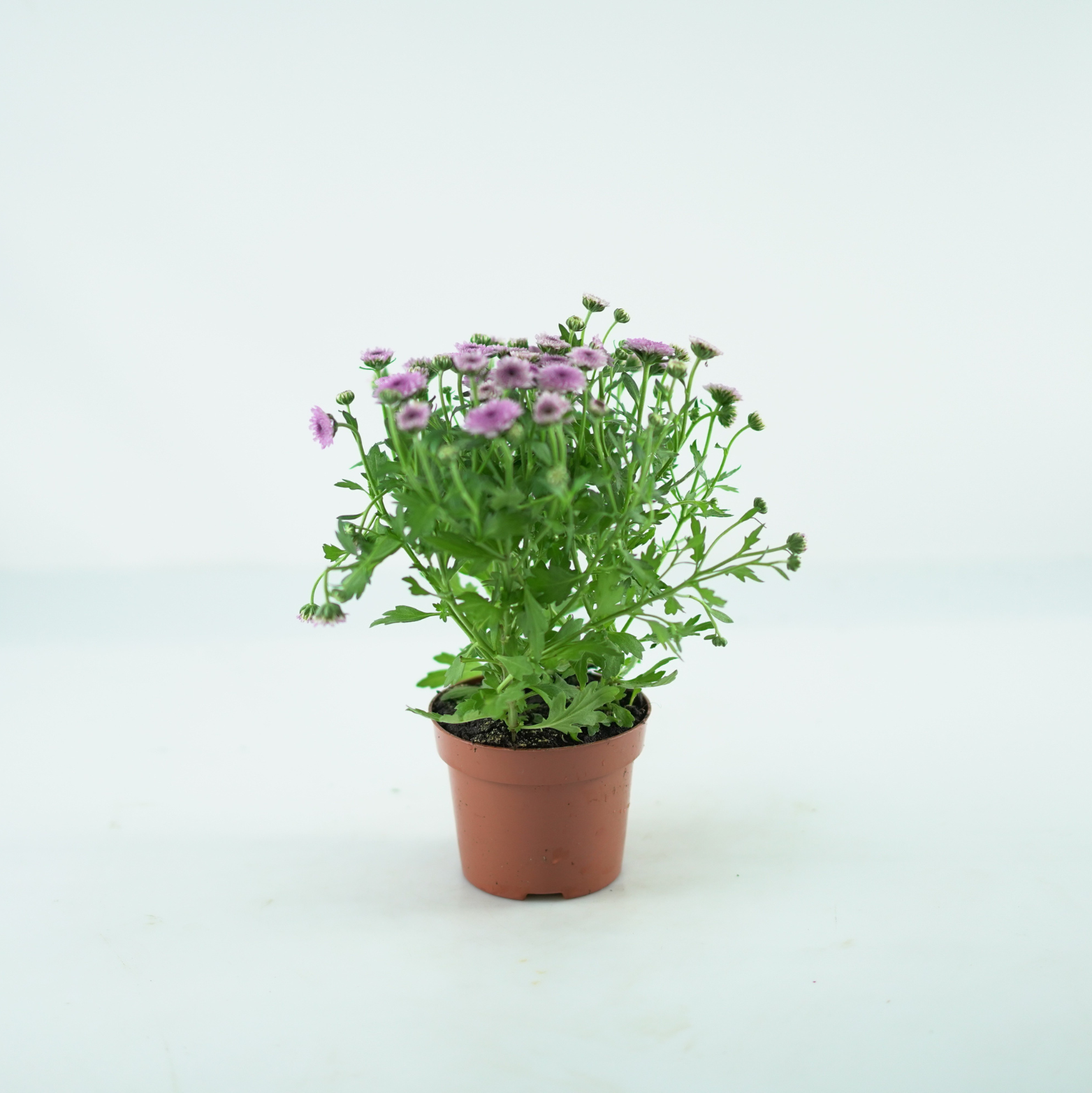 CHRYSANTHEMUM ‘Jellyfish’ Chryzantema