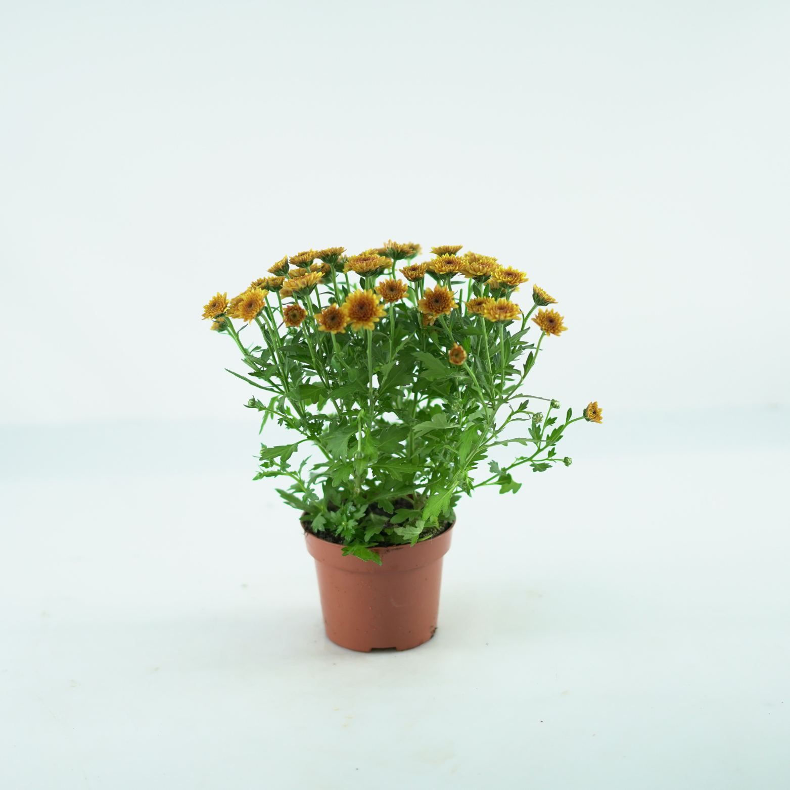 CHRYSANTHEMUM ‘Jellyfish’ Chryzantema