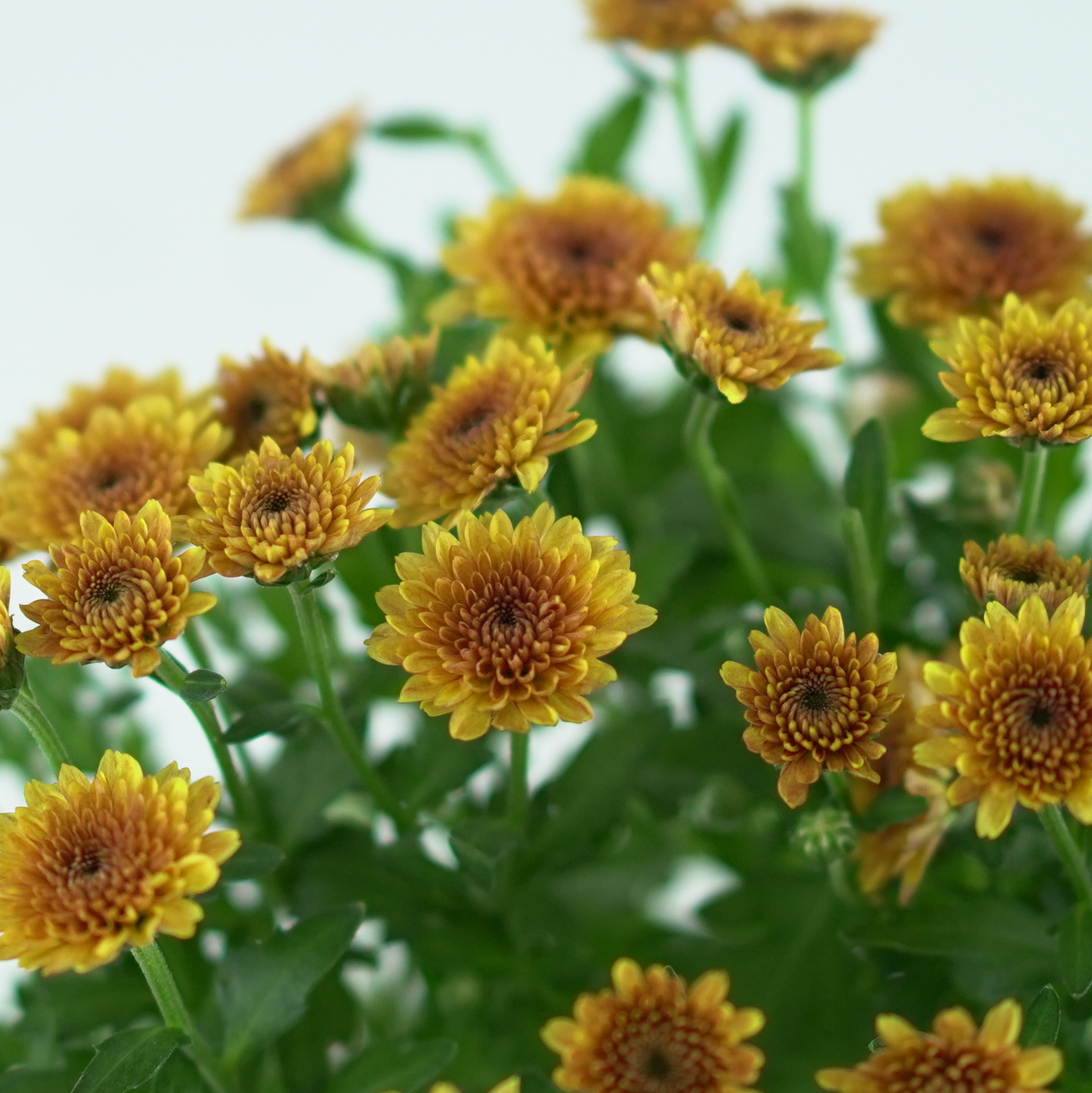 CHRYSANTHEMUM ‘Jellyfish’ Chryzantema