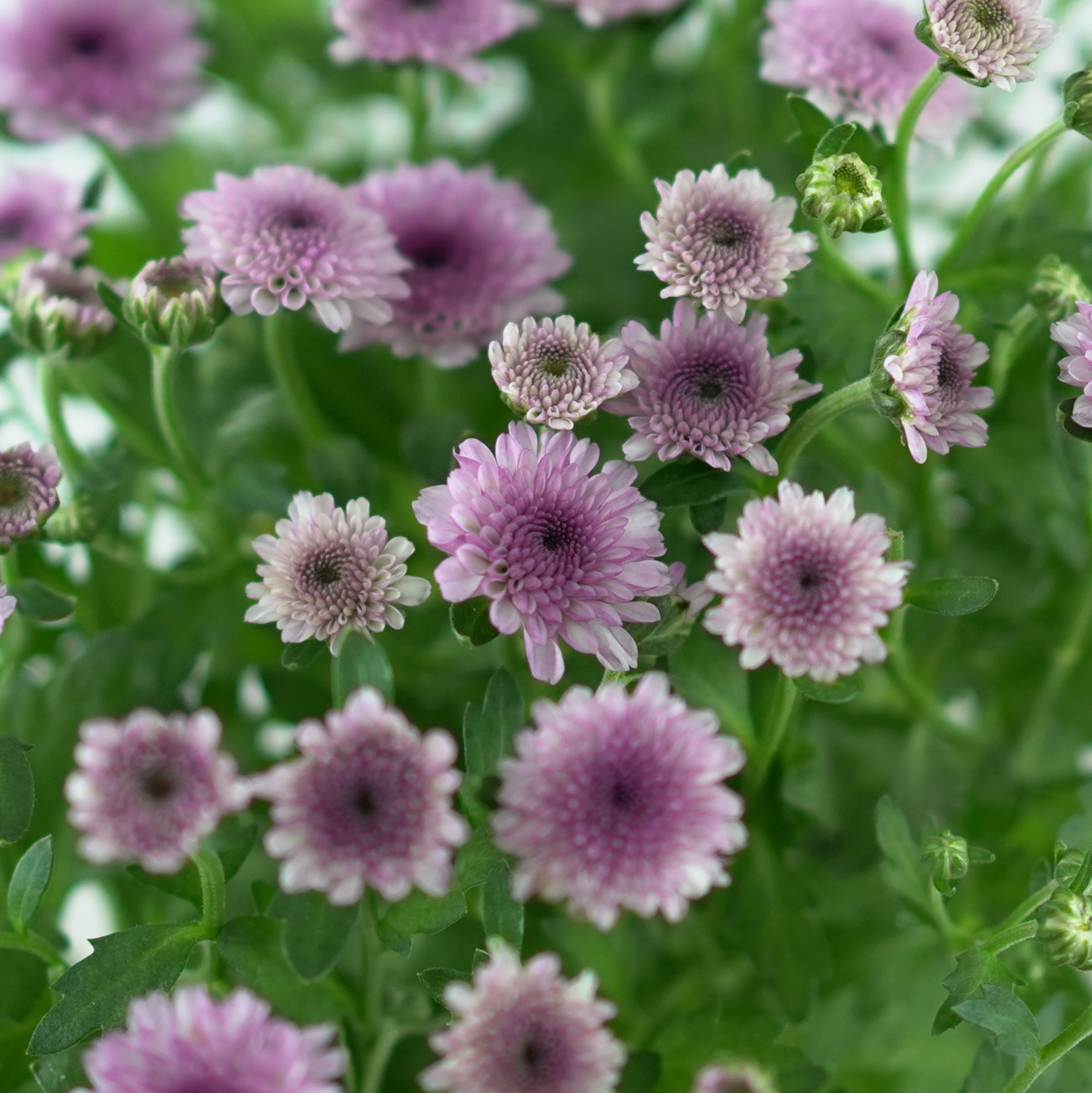CHRYSANTHEMUM ‘Jellyfish’ Chryzantema