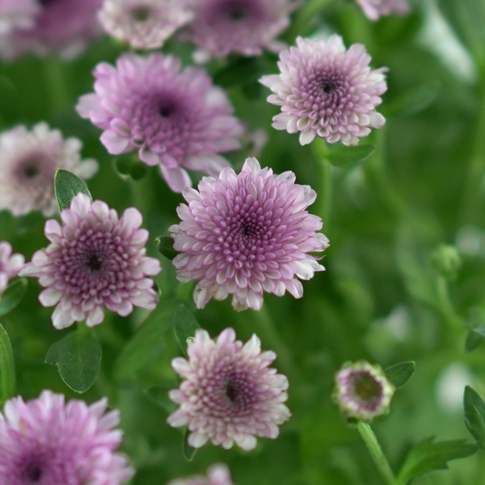 CHRYSANTHEMUM ‘Jellyfish’ Chryzantema