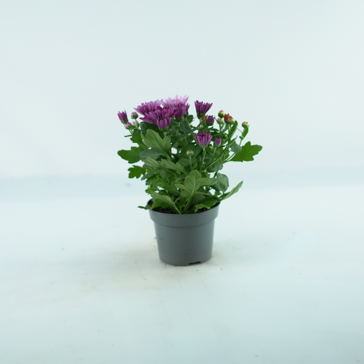 CHRYSANTHEMUM ‘Mount Aubisque’ Chryzantema