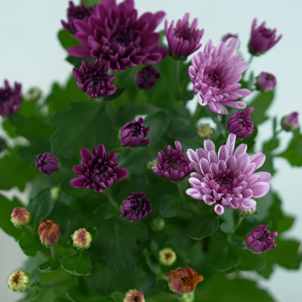 CHRYSANTHEMUM ‘Mount Aubisque’ Chryzantema