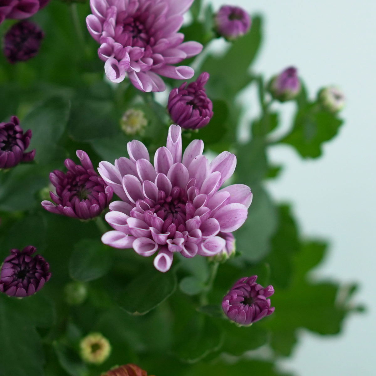 CHRYSANTHEMUM ‘Mount Aubisque’ Chryzantema
