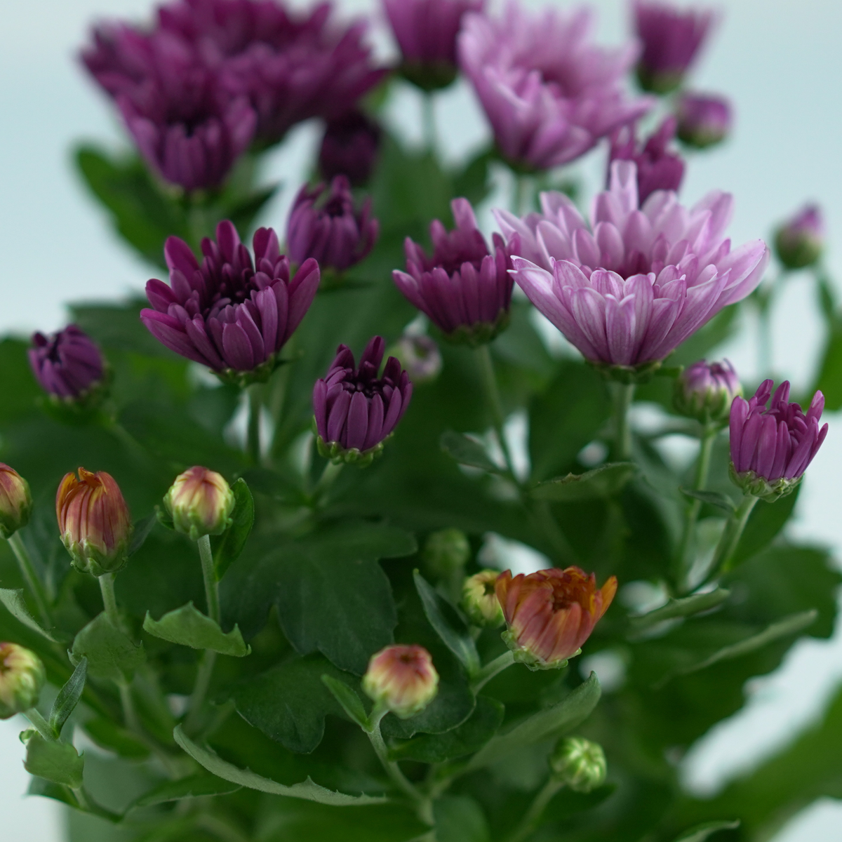 CHRYSANTHEMUM ‘Mount Aubisque’ Chryzantema