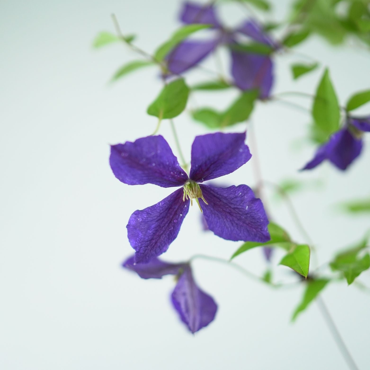 CLEMATIS 'Jackmanii' Powojnik