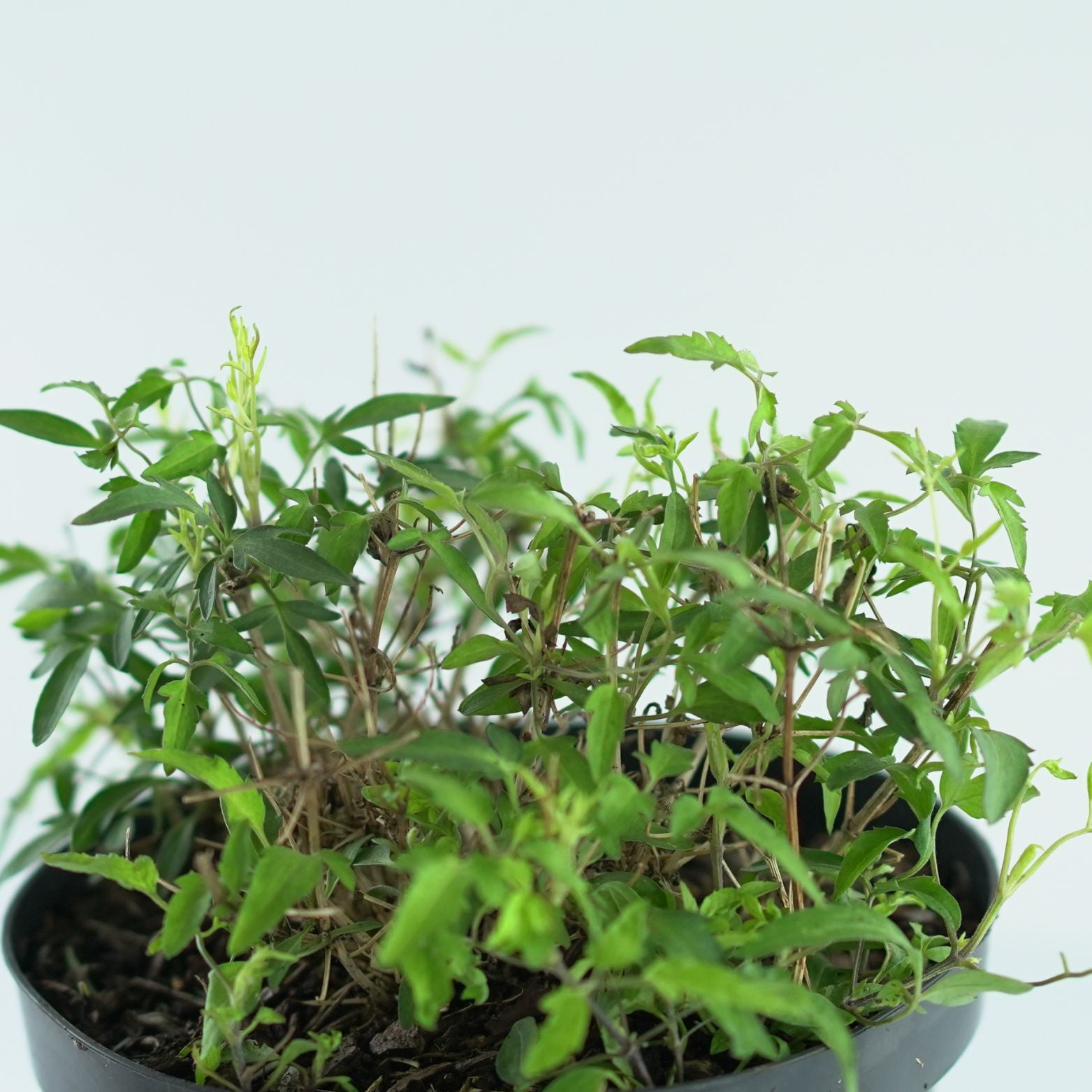 CLEMATIS 'Little lemons' Powojnik
