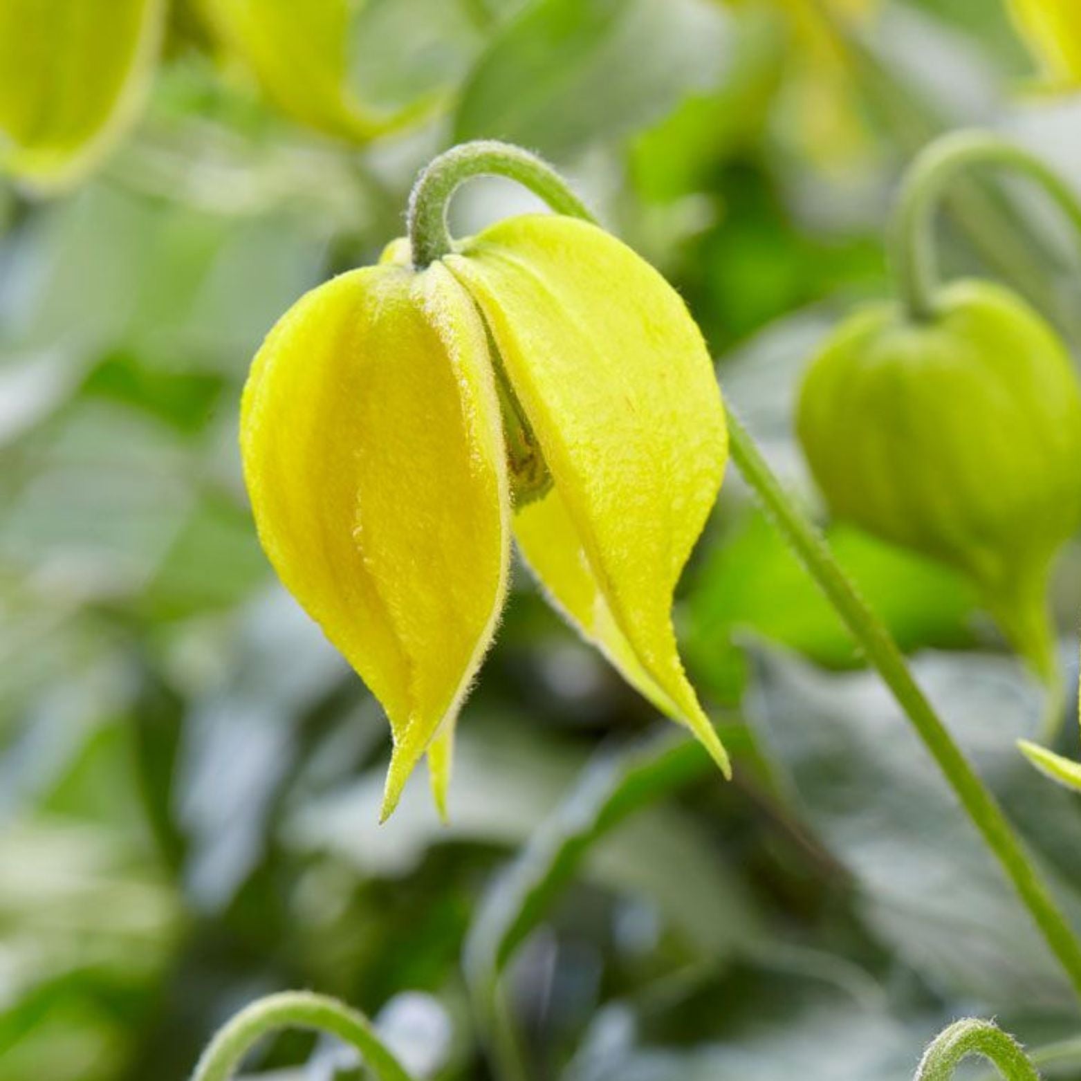 CLEMATIS 'Little lemons' Powojnik