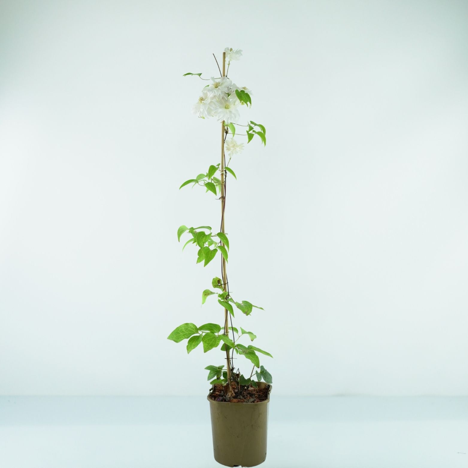 CLEMATIS 'Maria Skłodowska Curie' Powojnik