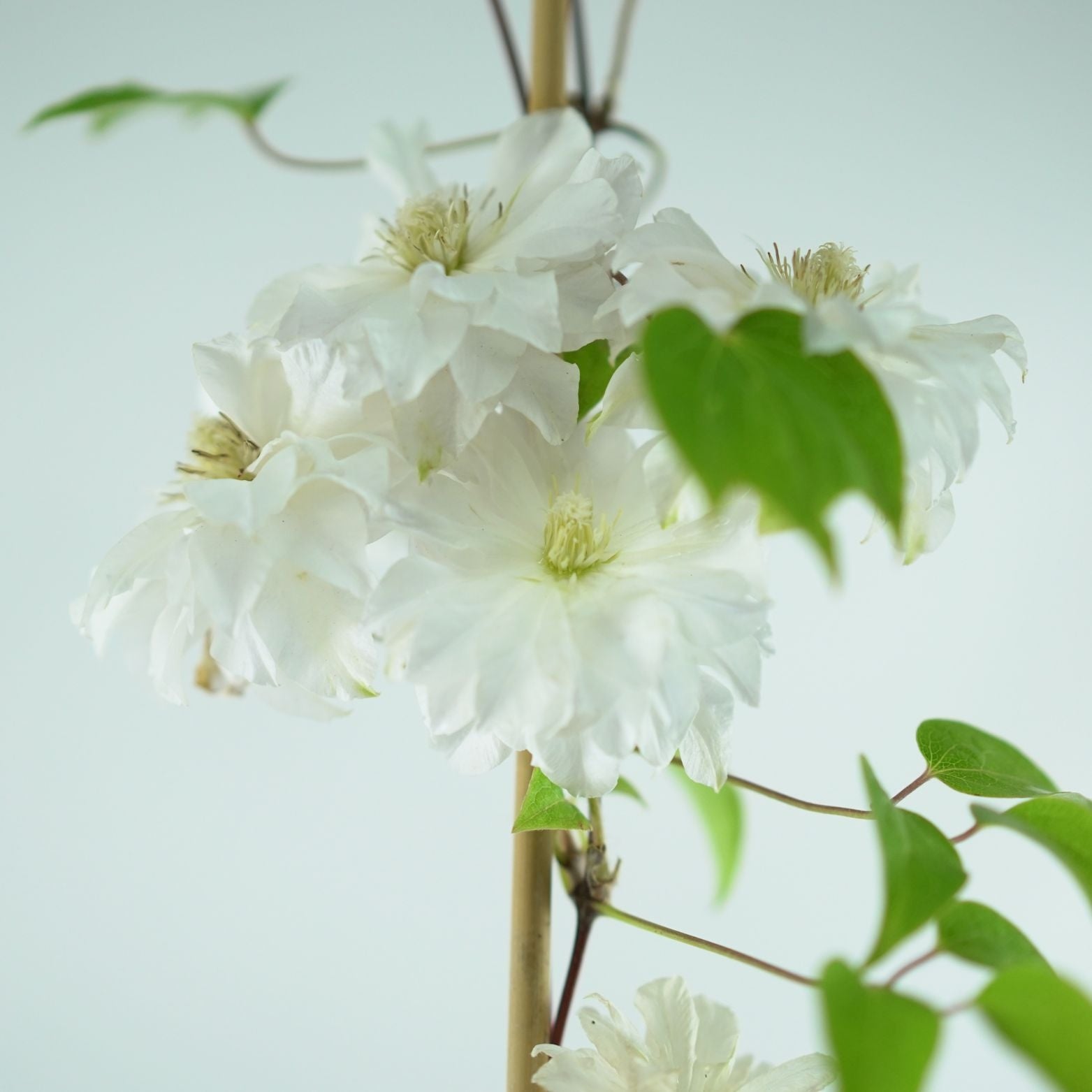 CLEMATIS 'Maria Skłodowska Curie' Powojnik