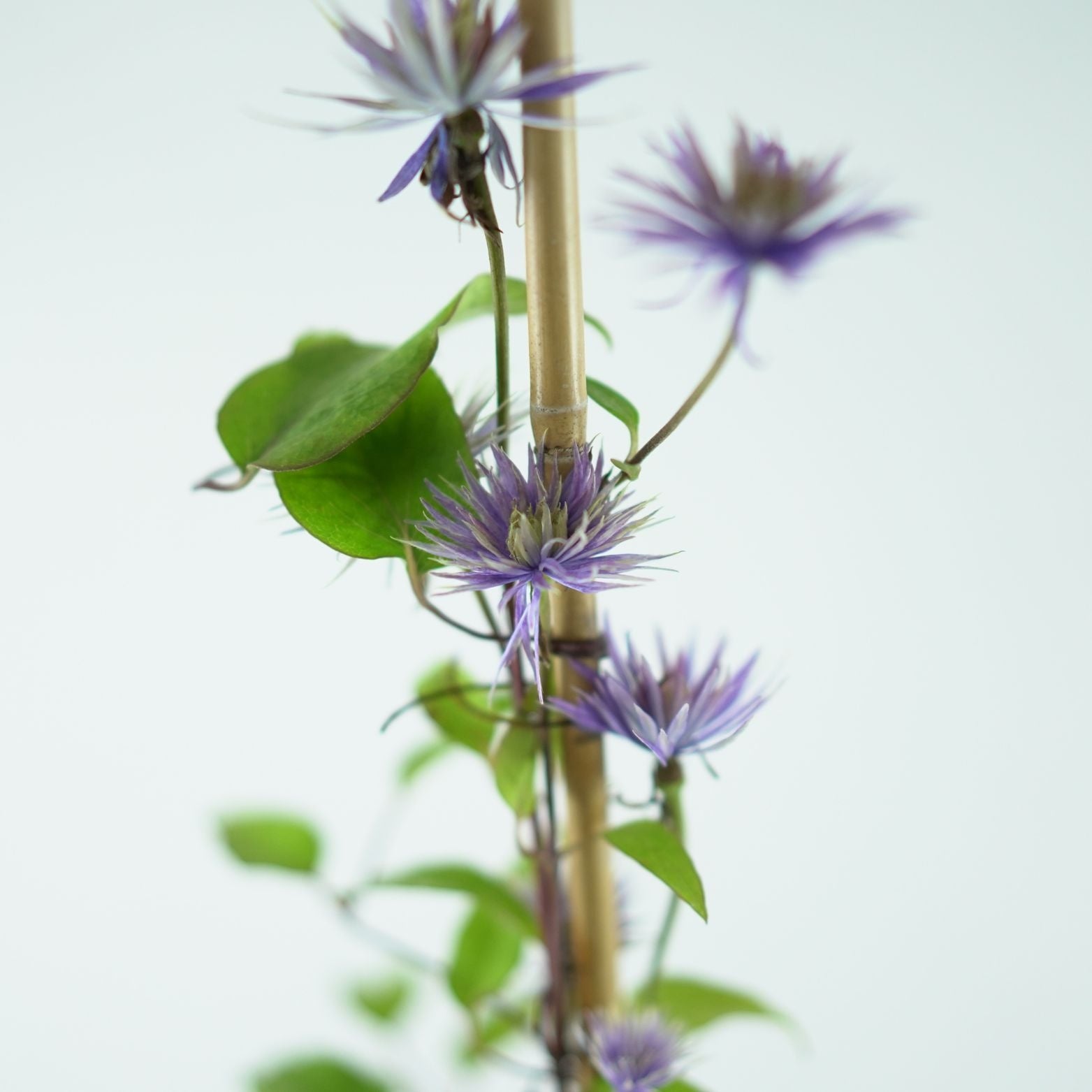 Clematis Multi Blue